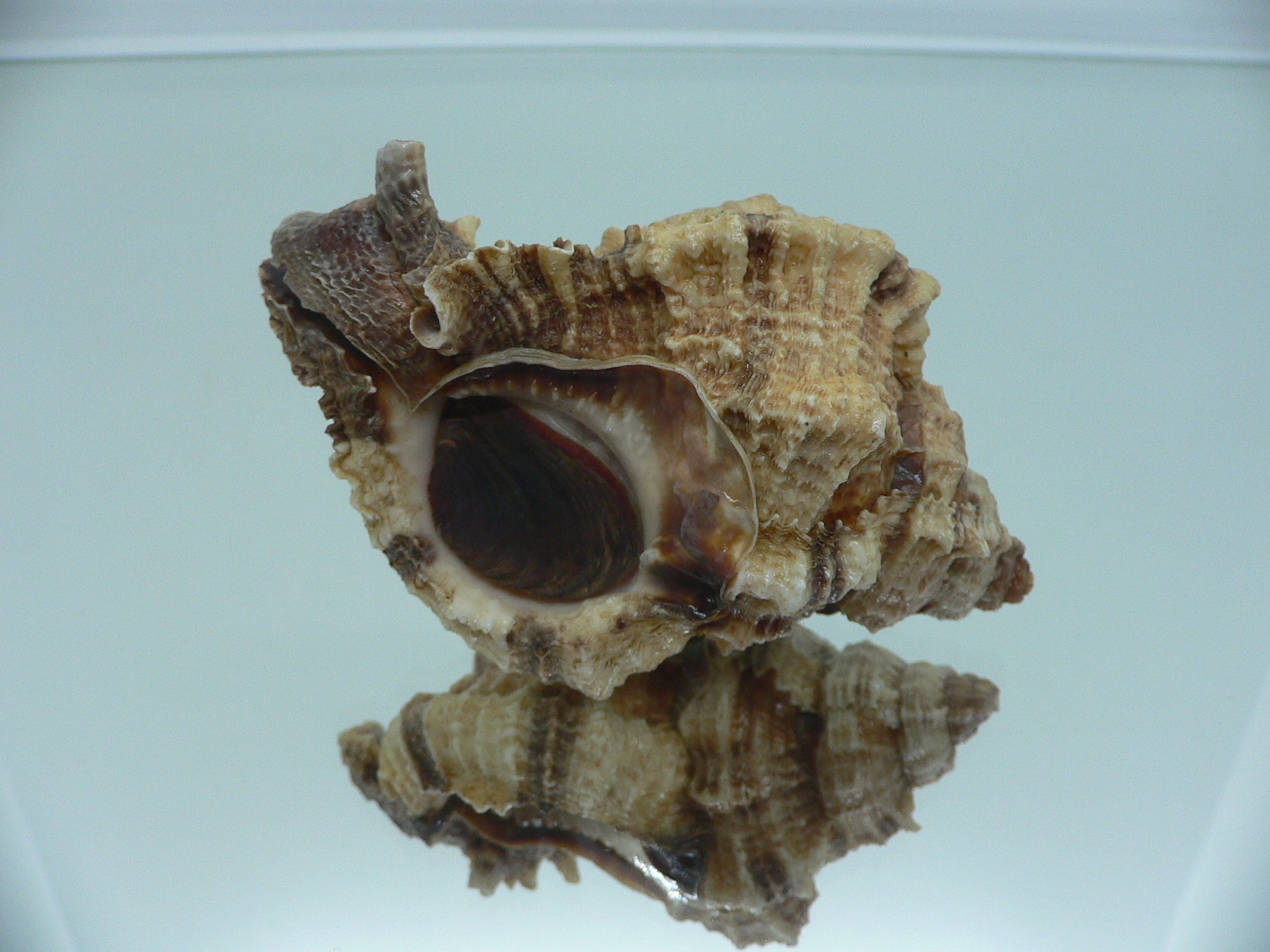 Phyllonotus pomum mexicanus (var.) BIG