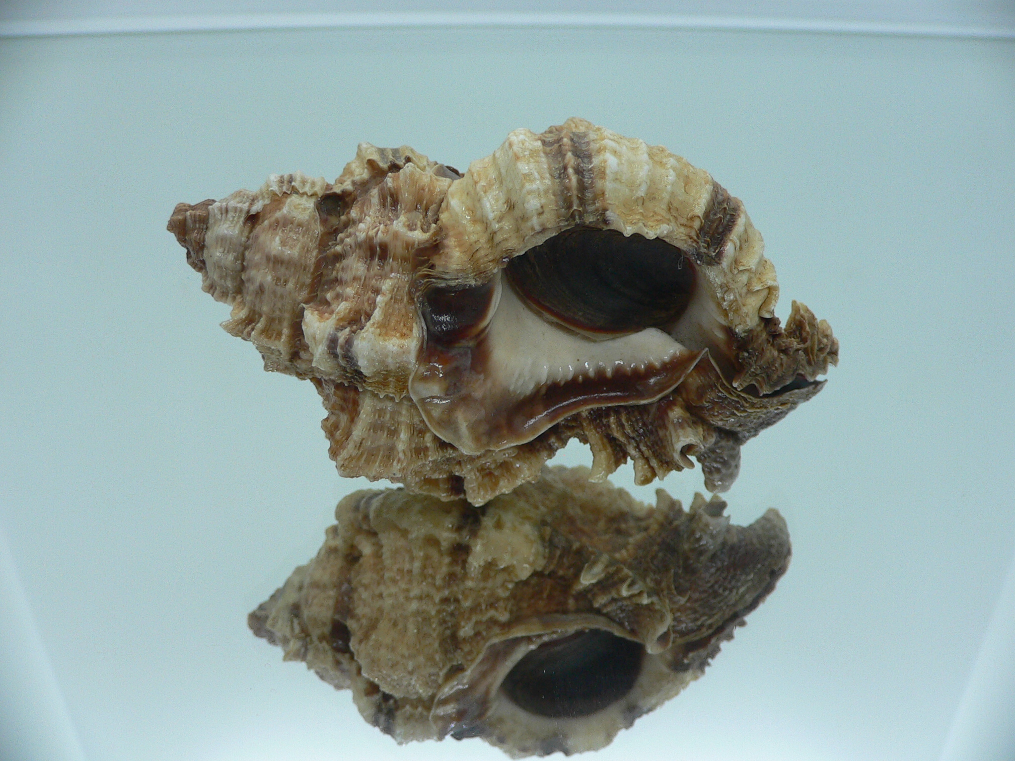 Phyllonotus pomum mexicanus (var.) BIG
