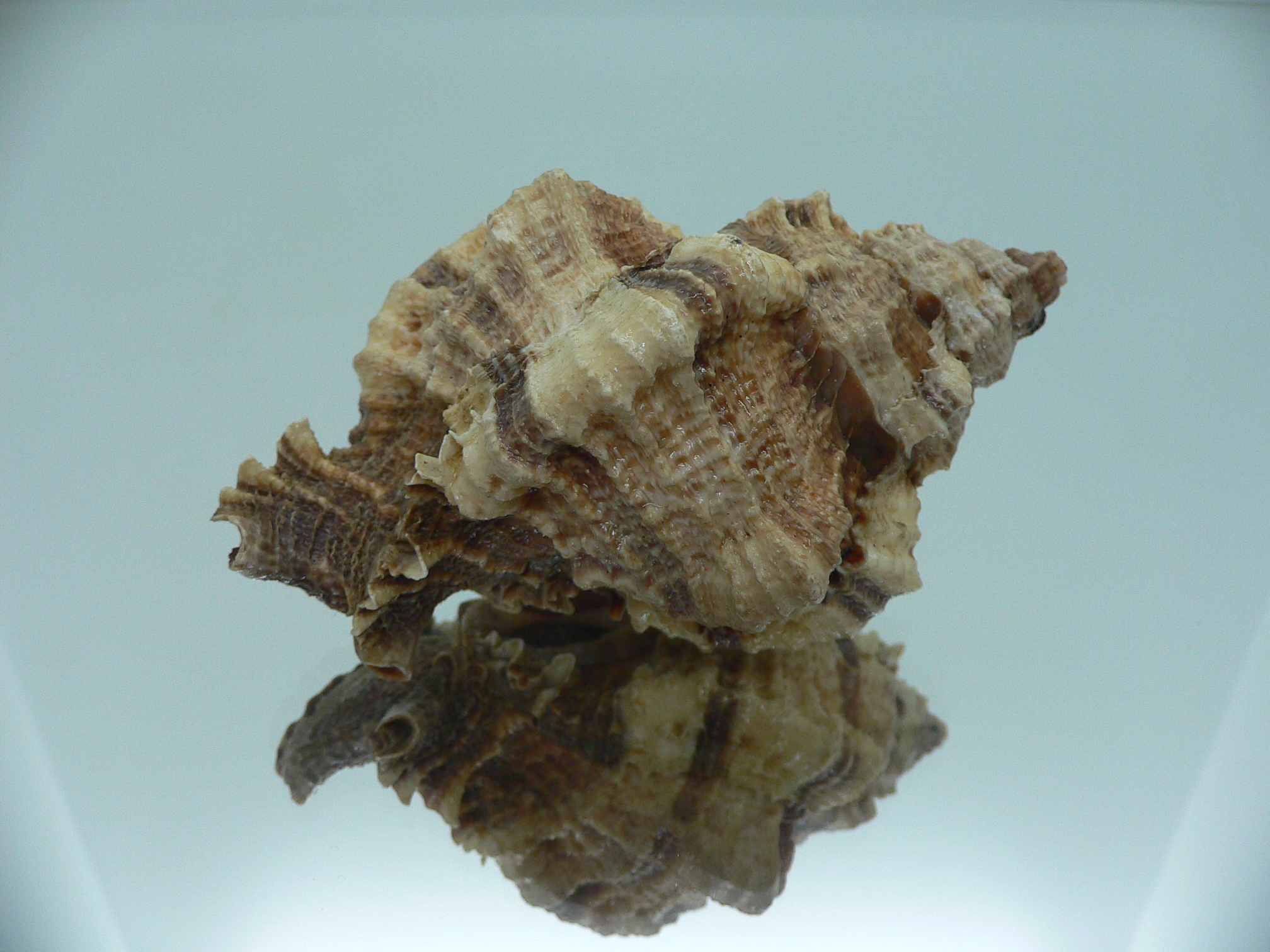 Phyllonotus pomum mexicanus (var.) BIG