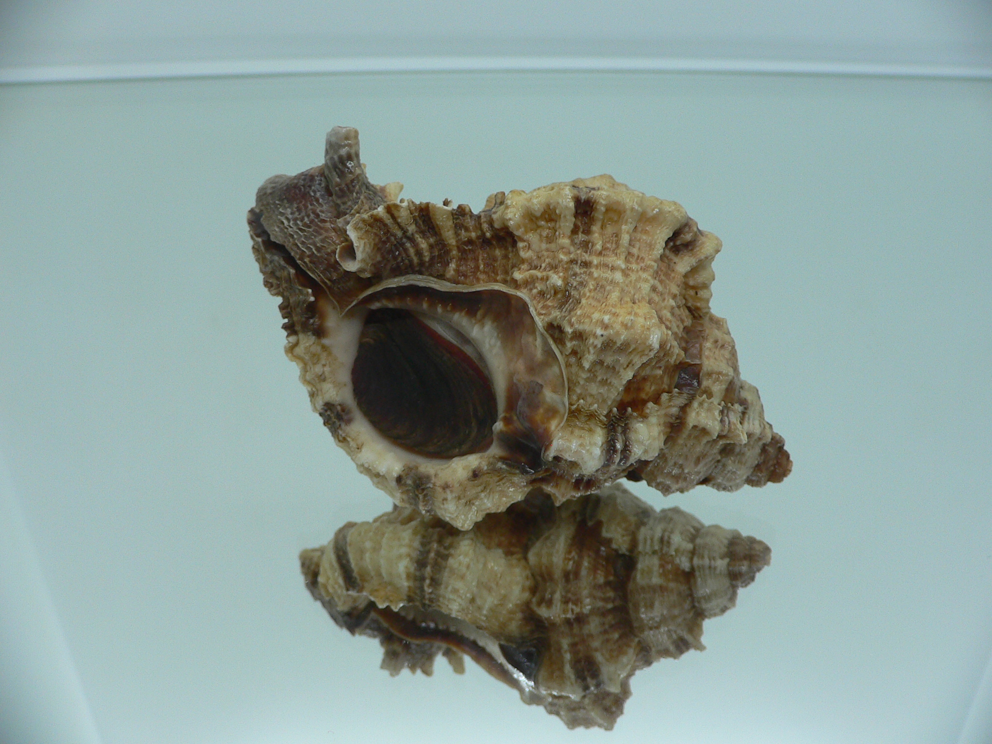 Phyllonotus pomum mexicanus (var.) BIG