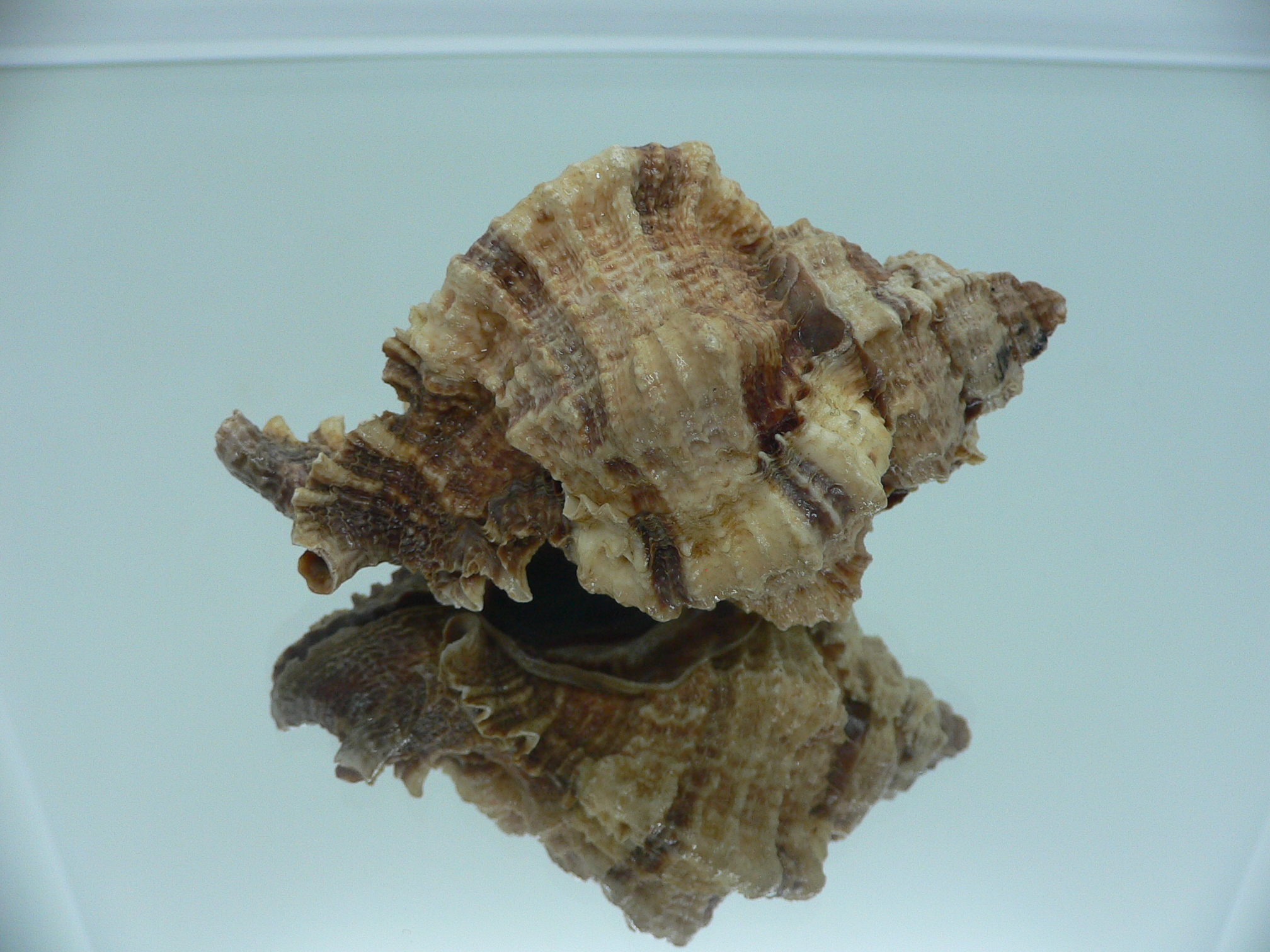 Phyllonotus pomum mexicanus (var.) BIG