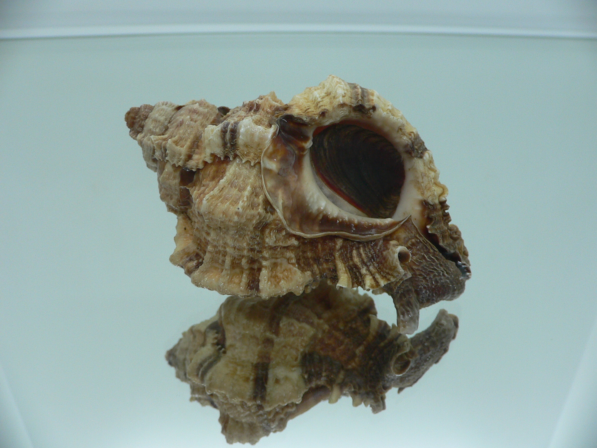 Phyllonotus pomum mexicanus (var.) BIG