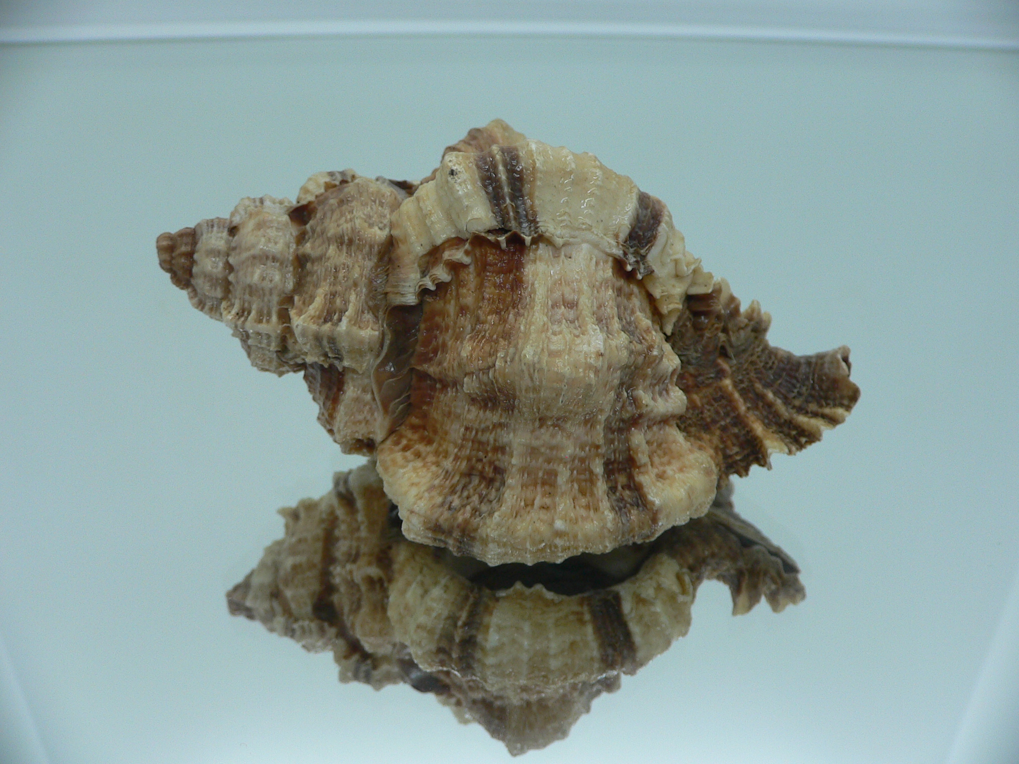 Phyllonotus pomum mexicanus (var.) BIG