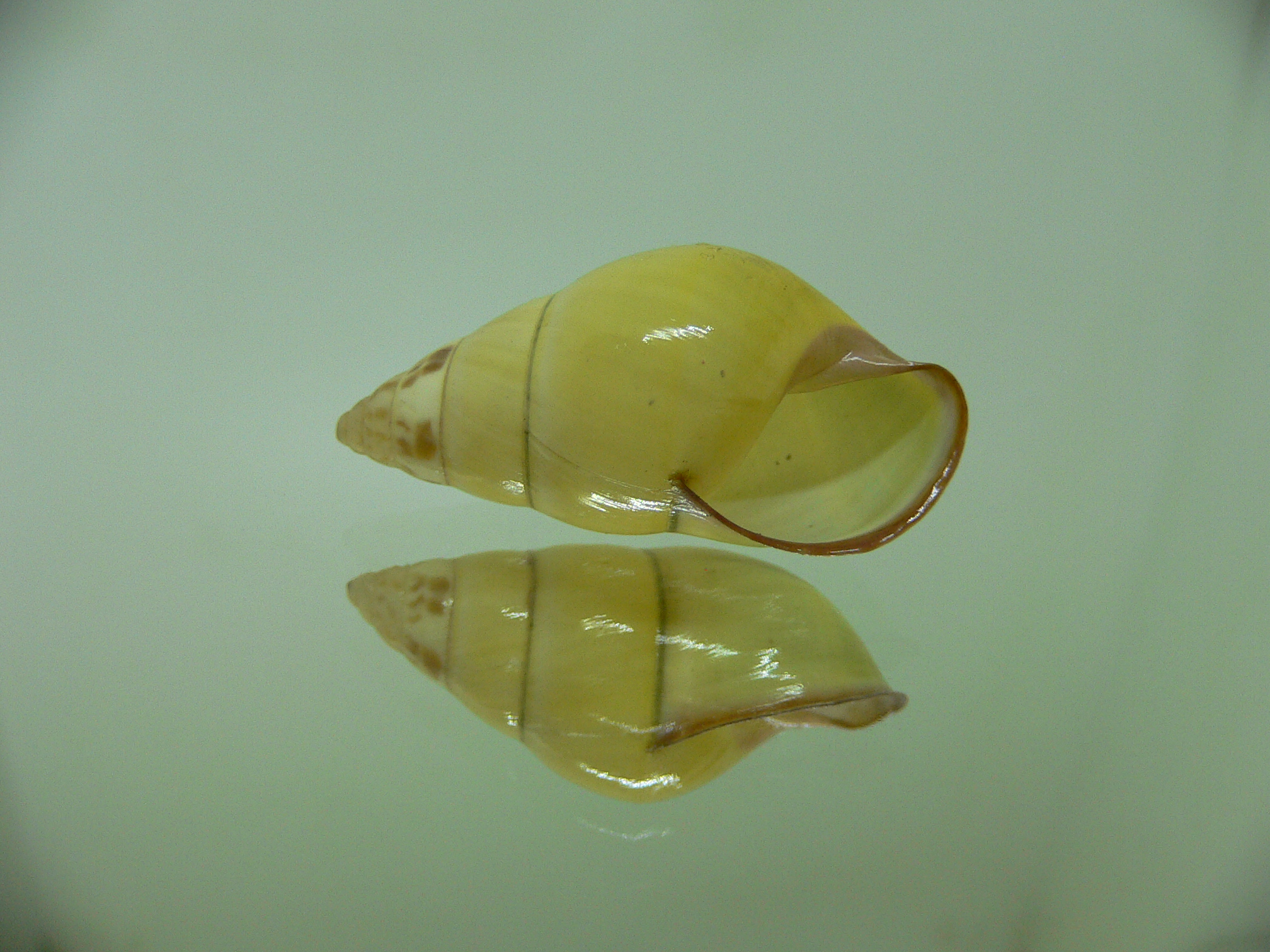 Amphidromus daoae tabbasi LEMON