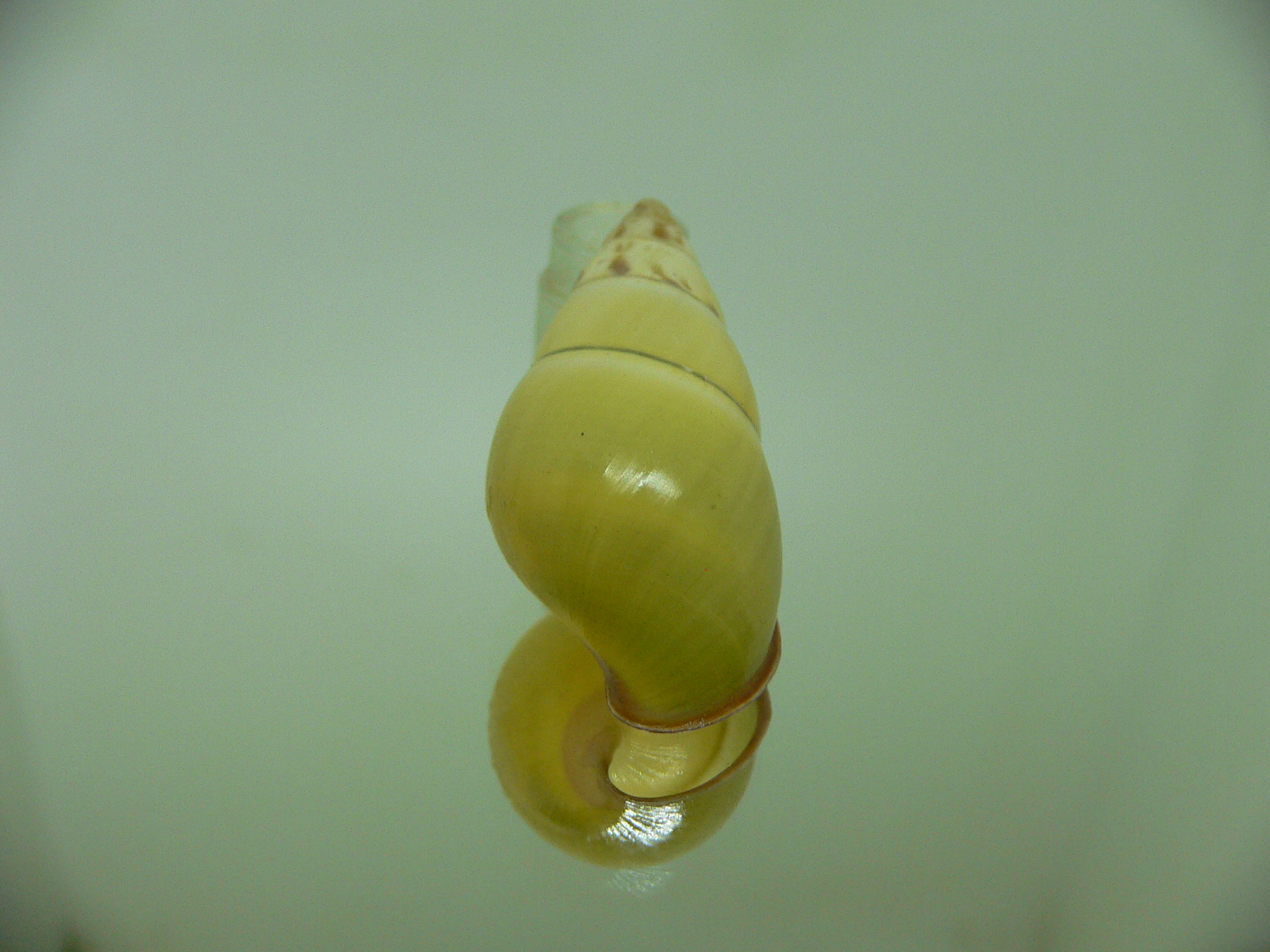 Amphidromus daoae tabbasi LEMON