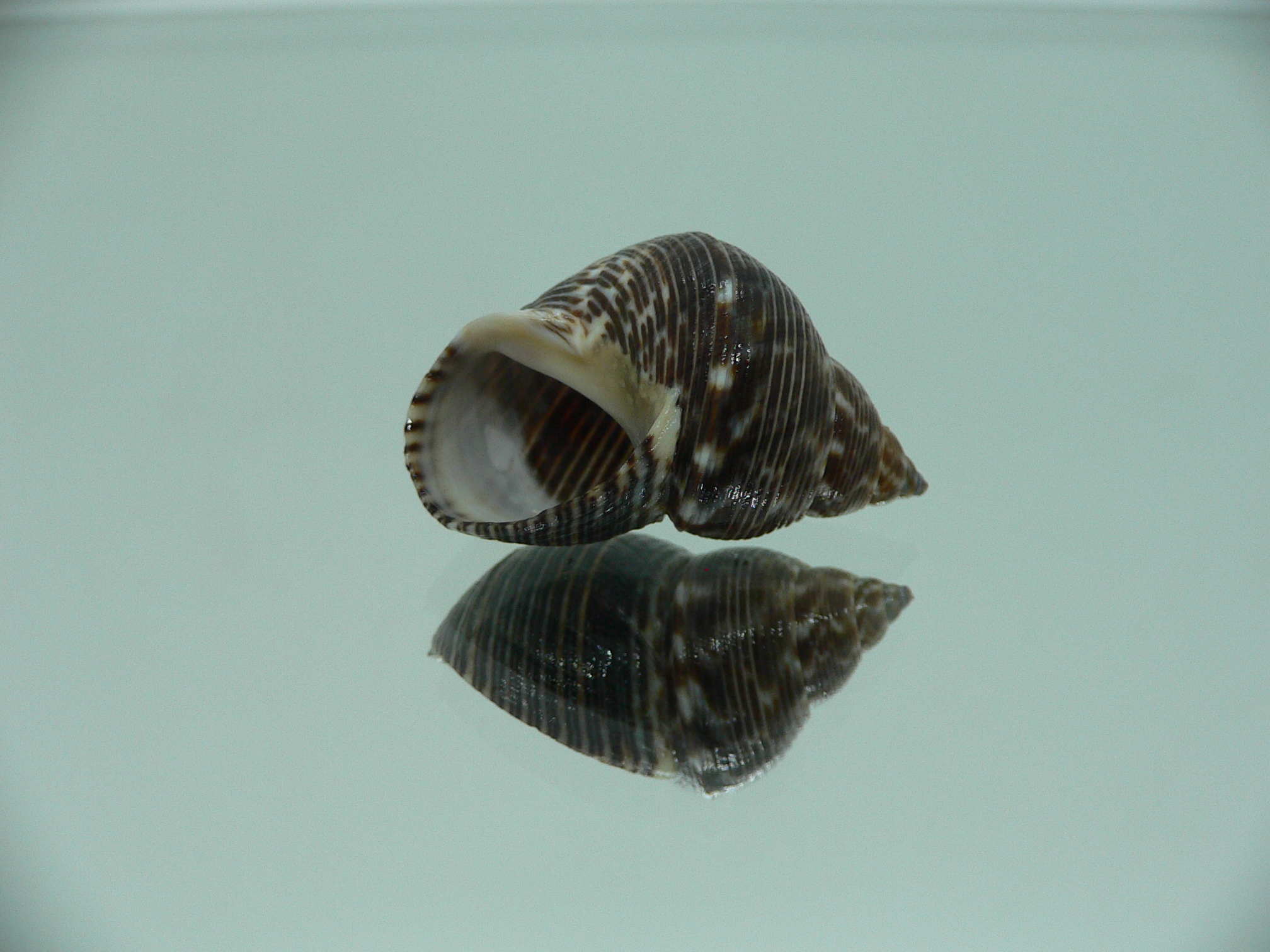 Littorinopsis lutea BIG & STRIPES