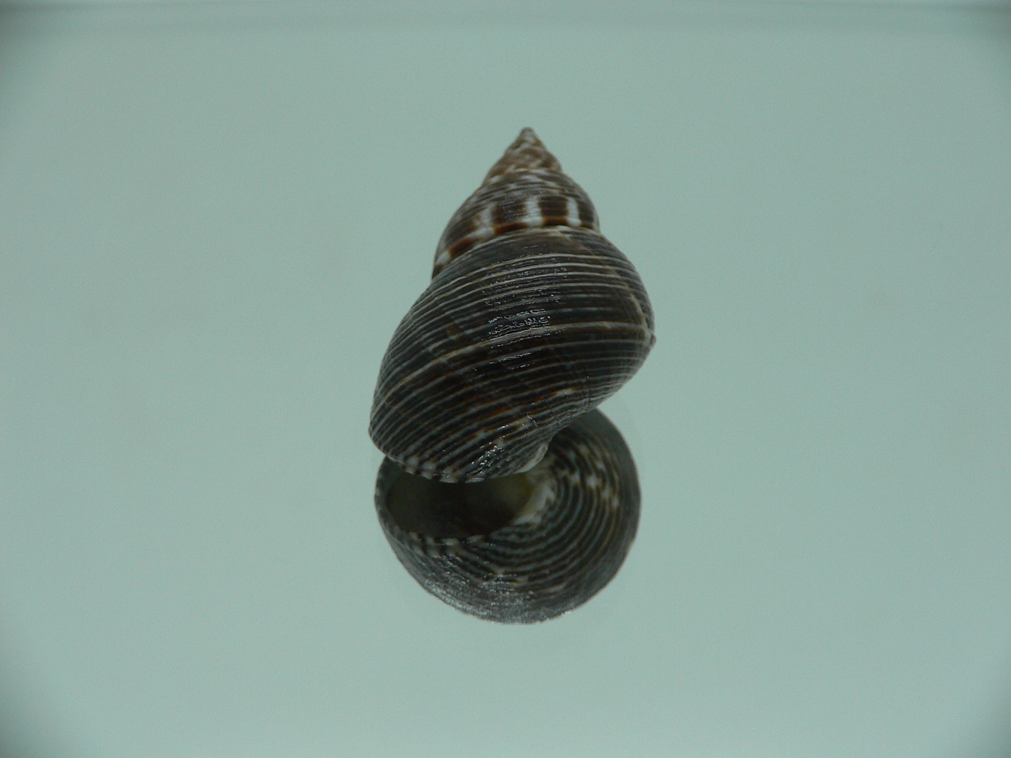 Littorinopsis lutea BIG & STRIPES