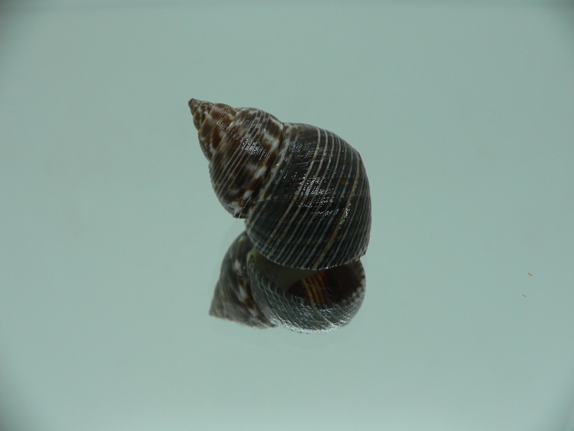 Littorinopsis lutea BIG & STRIPES
