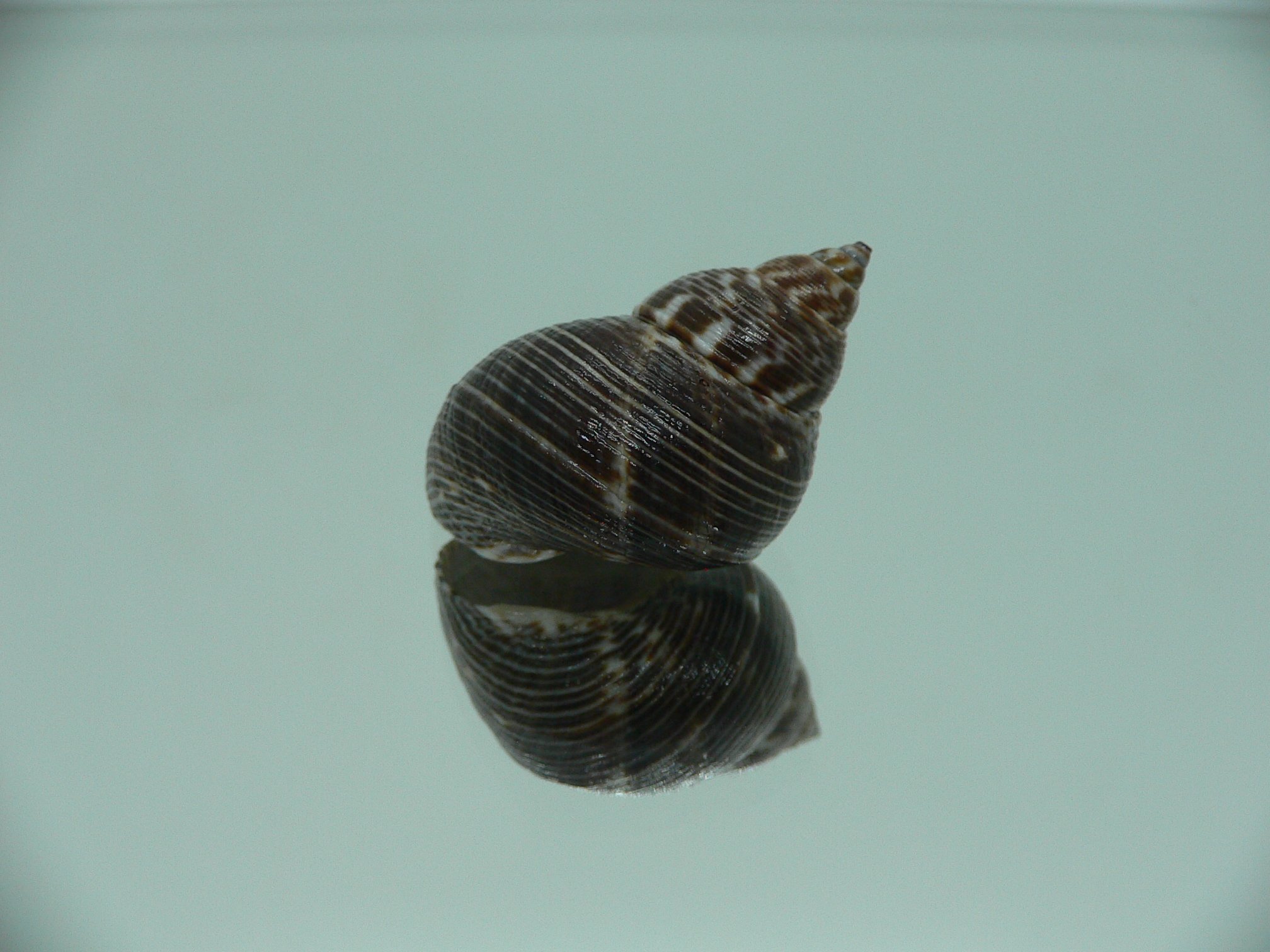 Littorinopsis lutea BIG & STRIPES