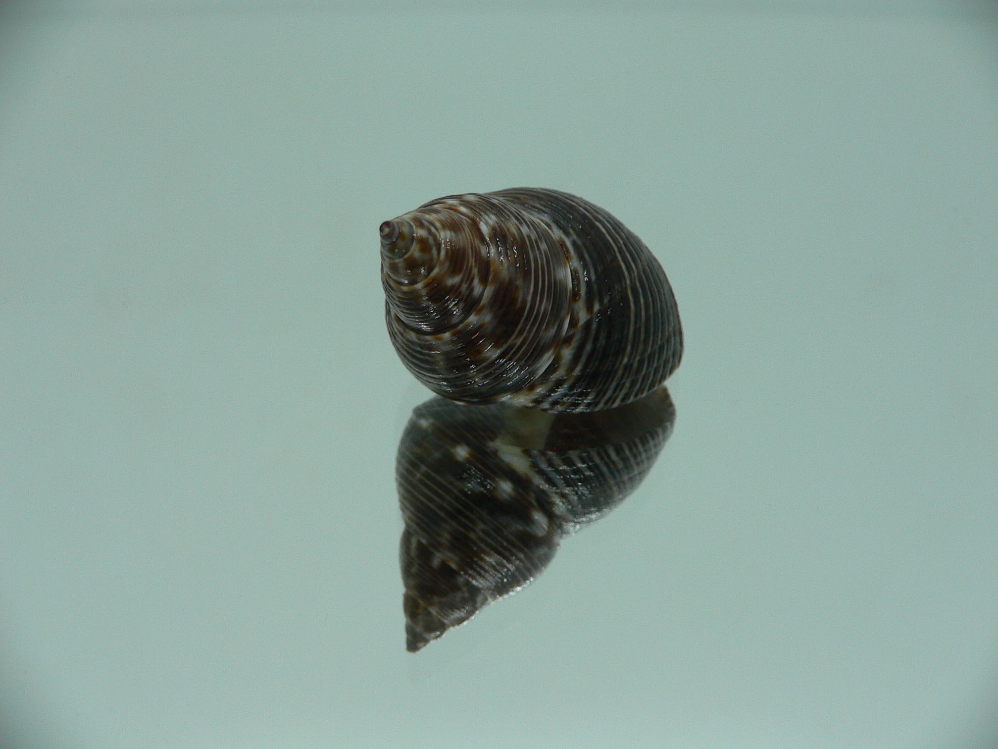 Littorinopsis lutea BIG & STRIPES
