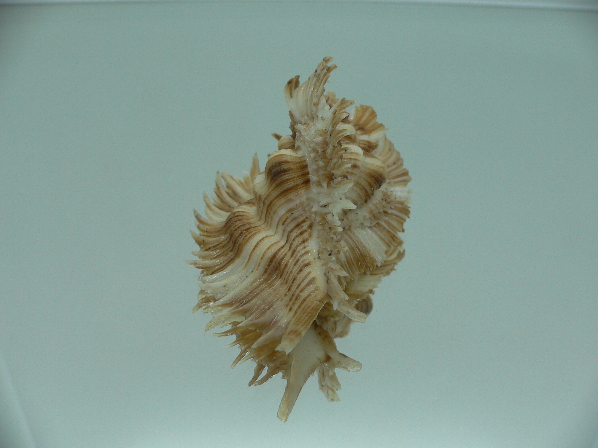 Chicoreus miyokoae WIDE & CURLY