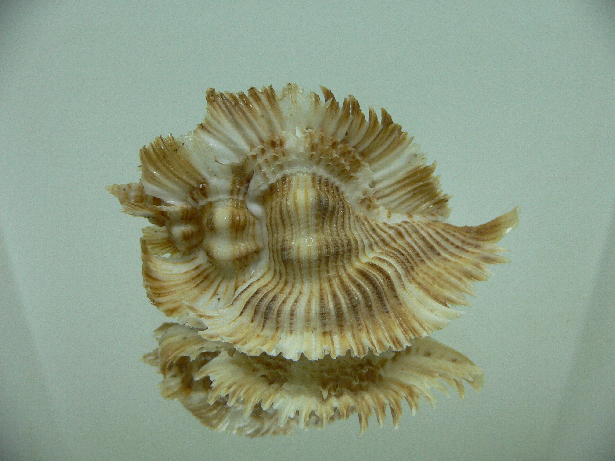 Chicoreus miyokoae WIDE & CURLY