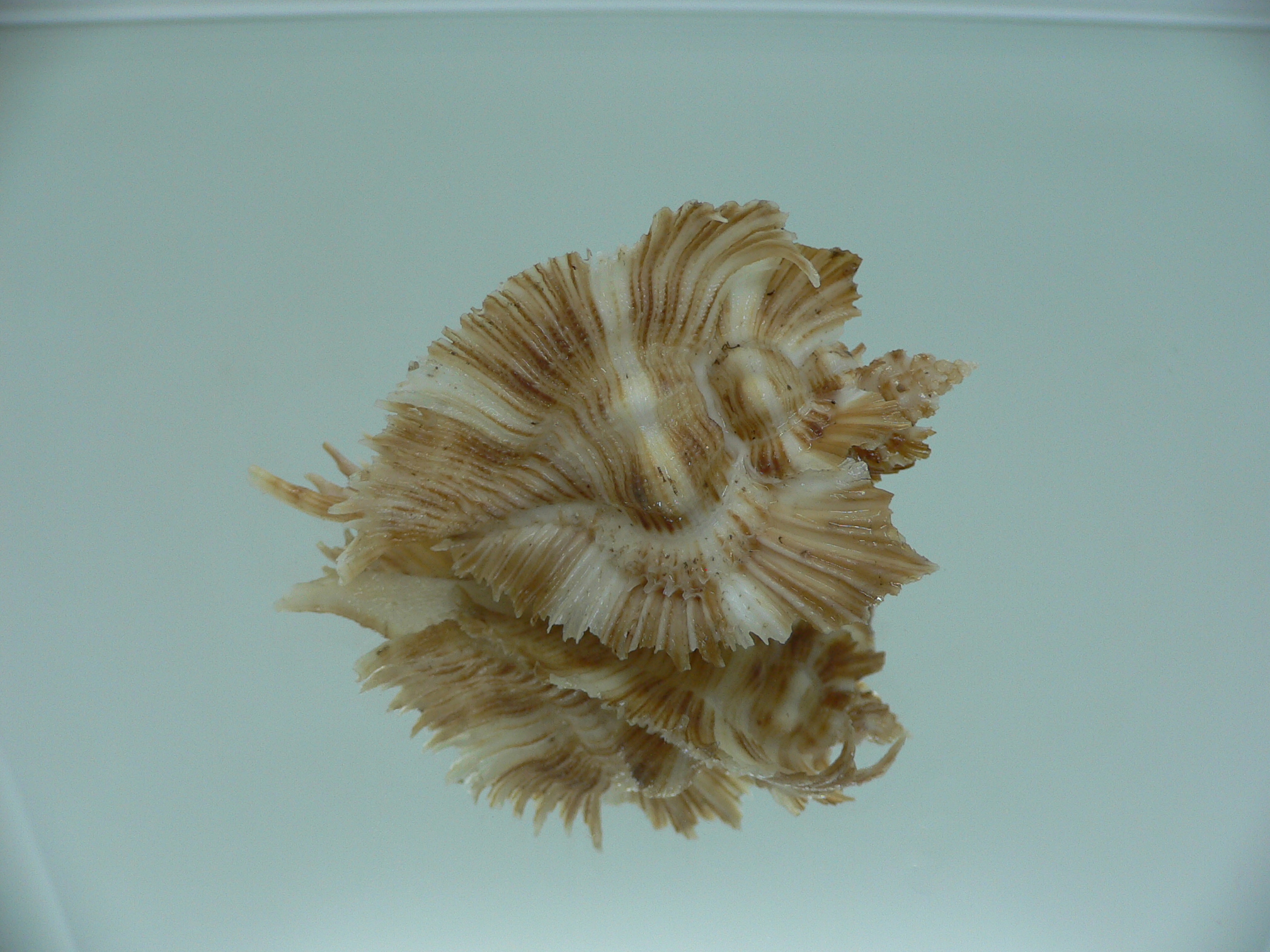 Chicoreus miyokoae WIDE & CURLY