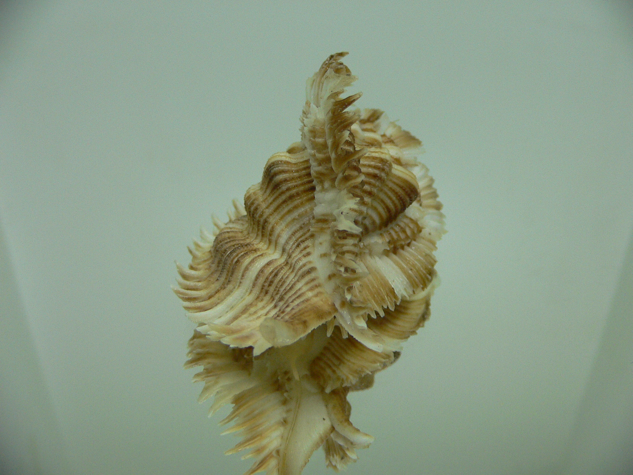 Chicoreus miyokoae WIDE & CURLY