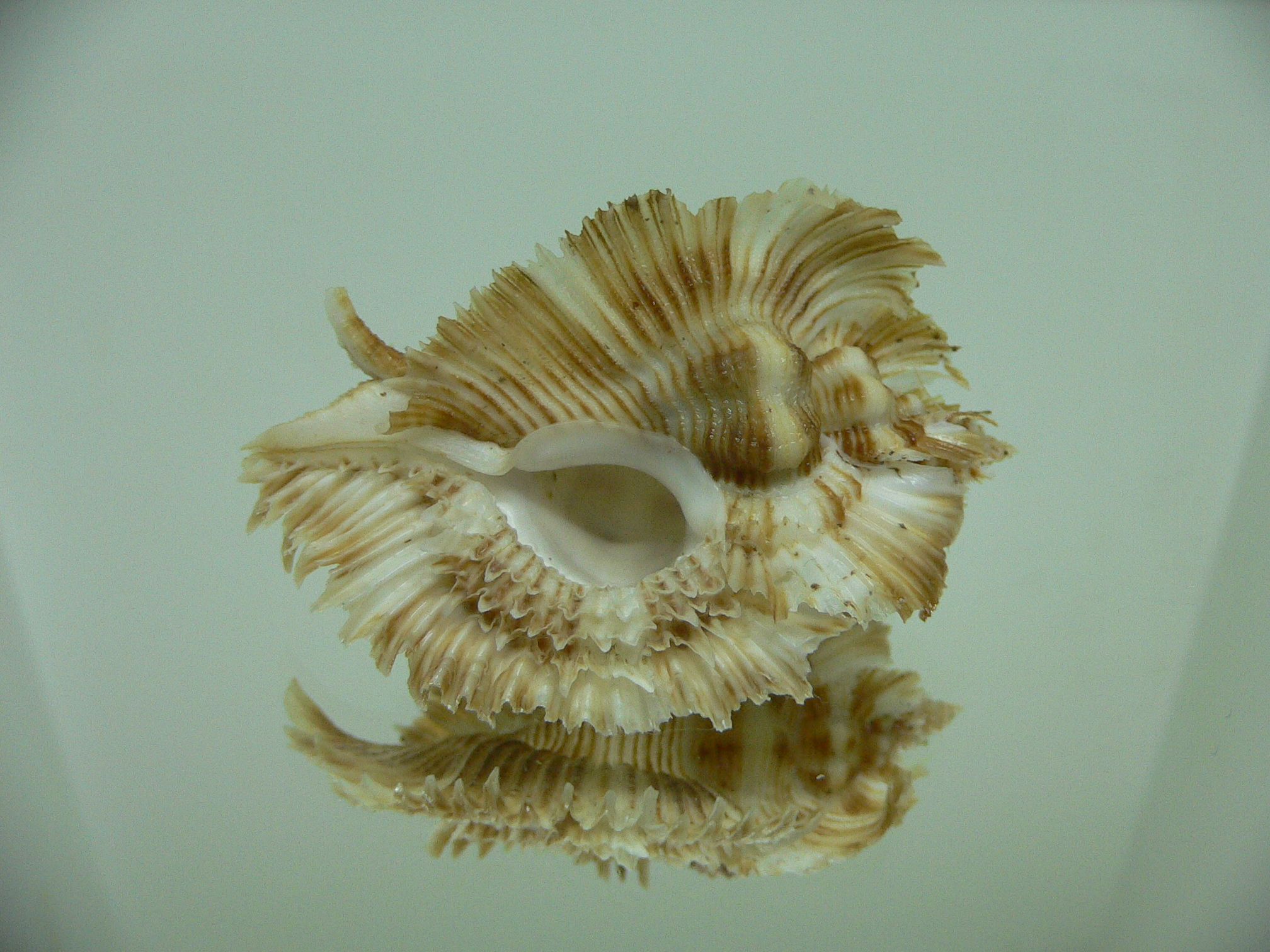 Chicoreus miyokoae WIDE & CURLY