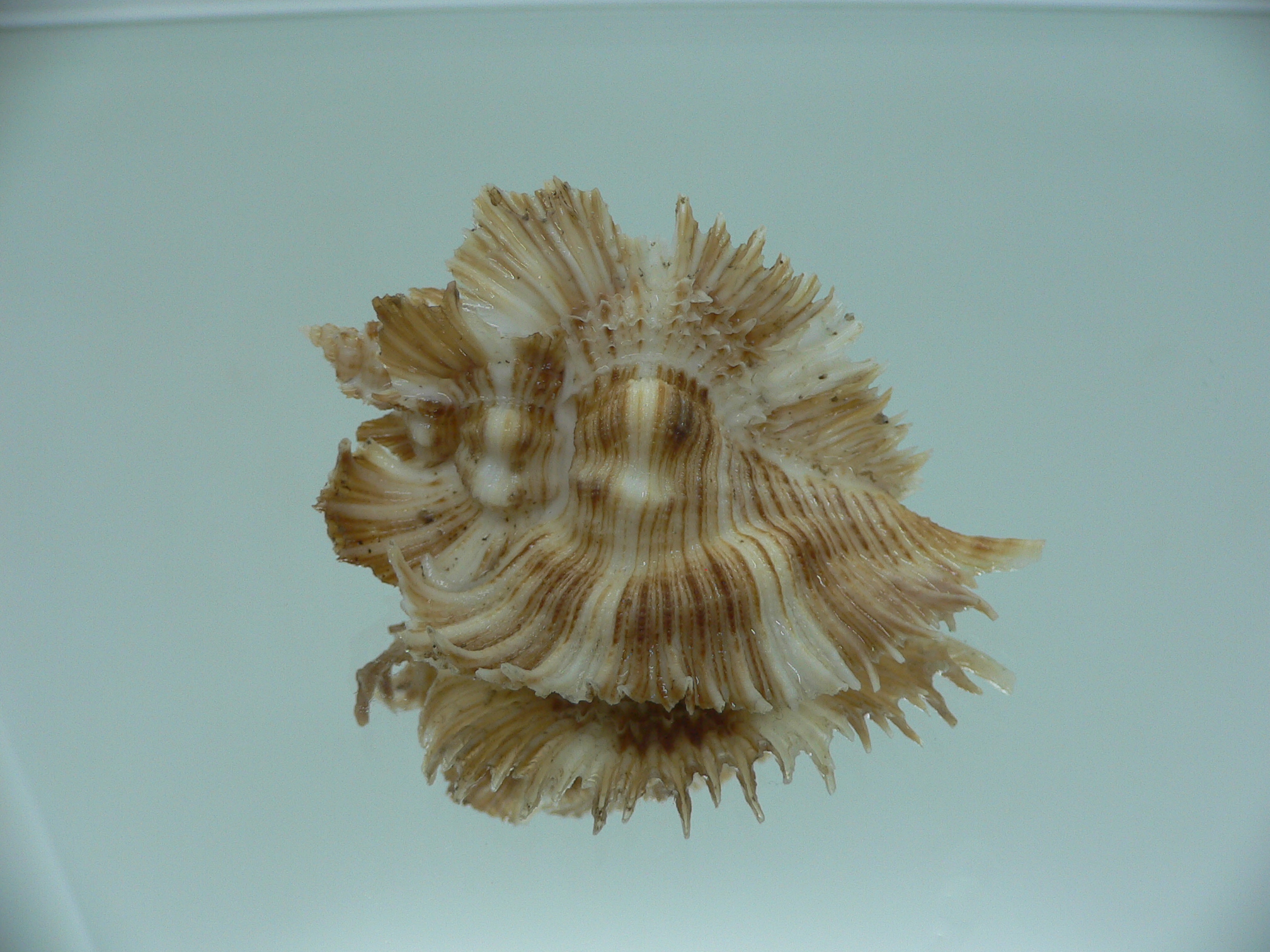 Chicoreus miyokoae WIDE & CURLY