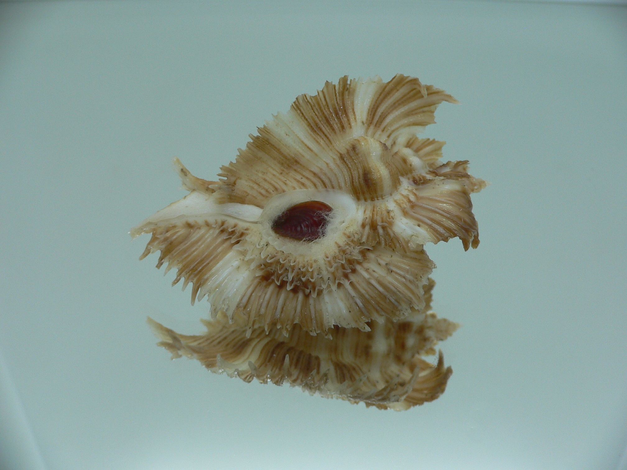 Chicoreus miyokoae WIDE & CURLY