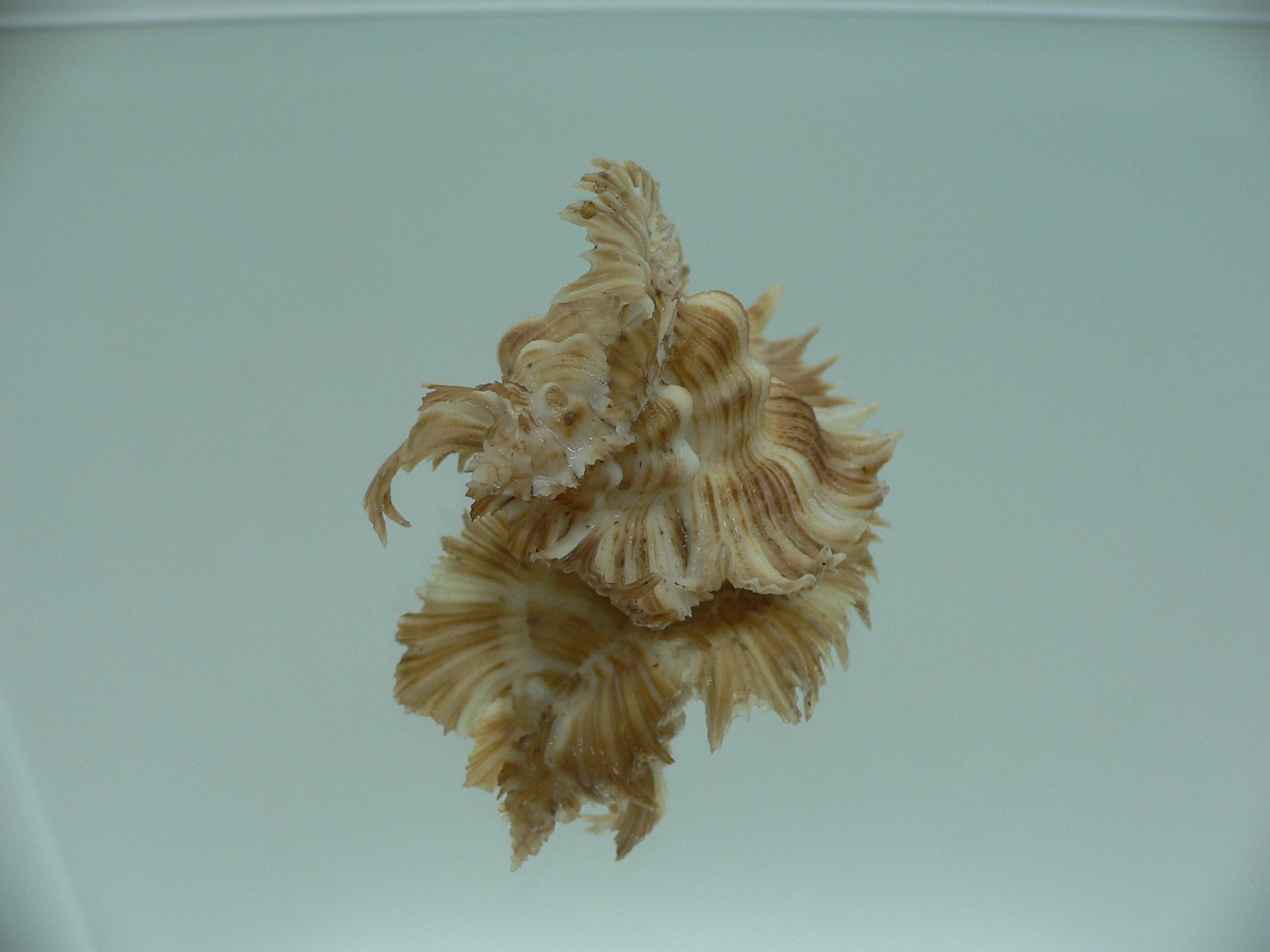 Chicoreus miyokoae WIDE & CURLY