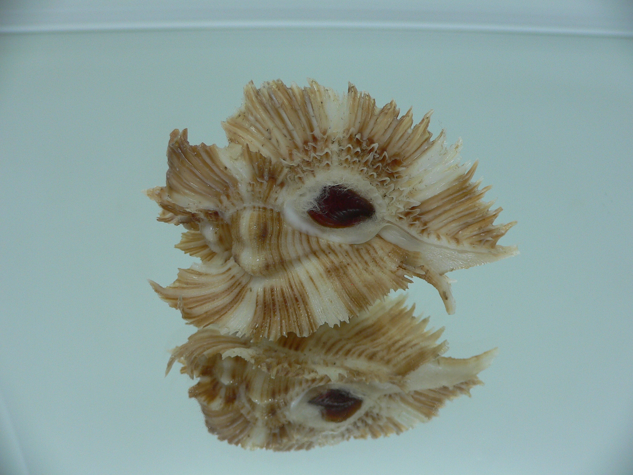 Chicoreus miyokoae WIDE & CURLY