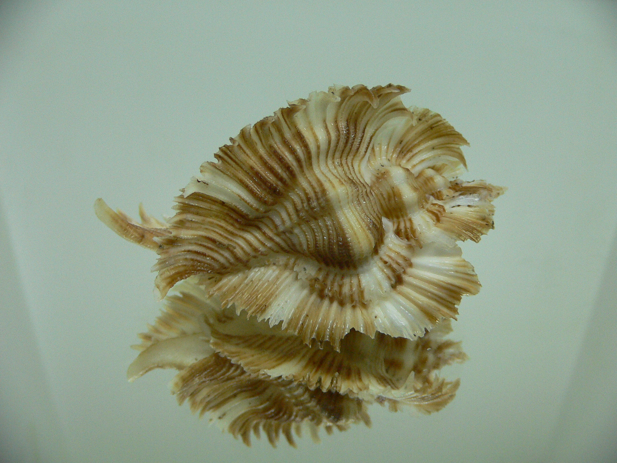 Chicoreus miyokoae WIDE & CURLY