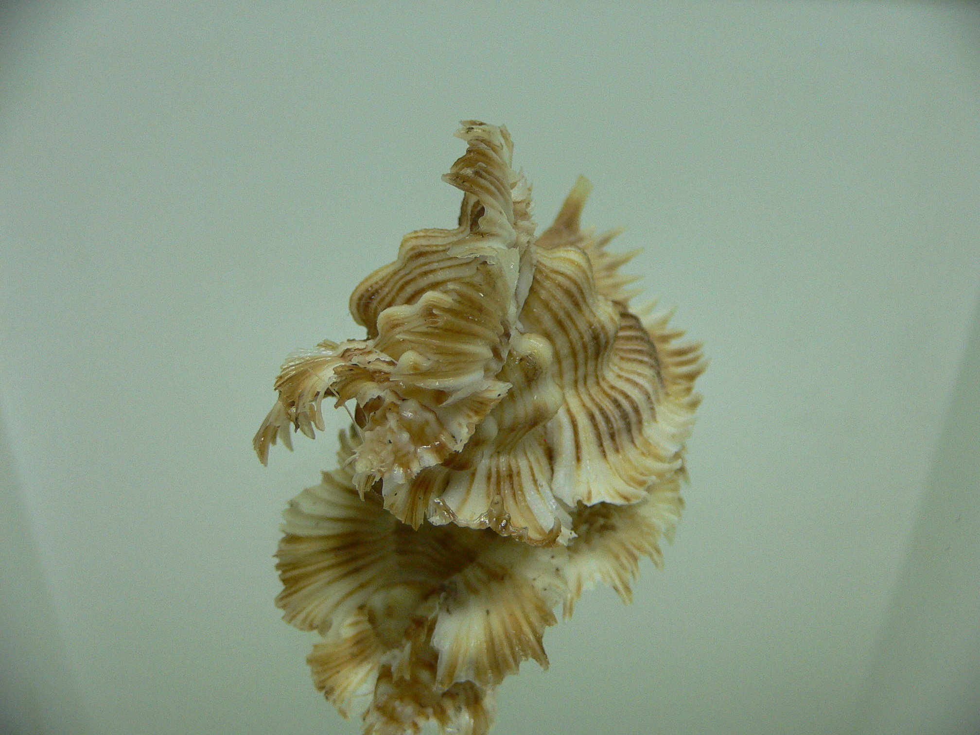 Chicoreus miyokoae WIDE & CURLY