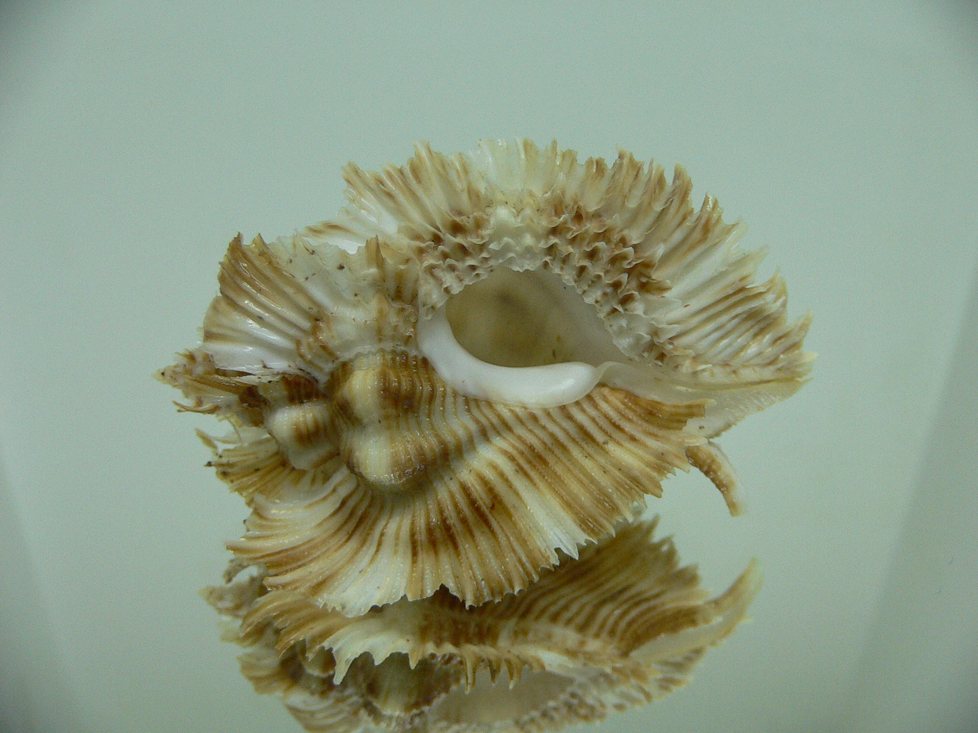Chicoreus miyokoae WIDE & CURLY