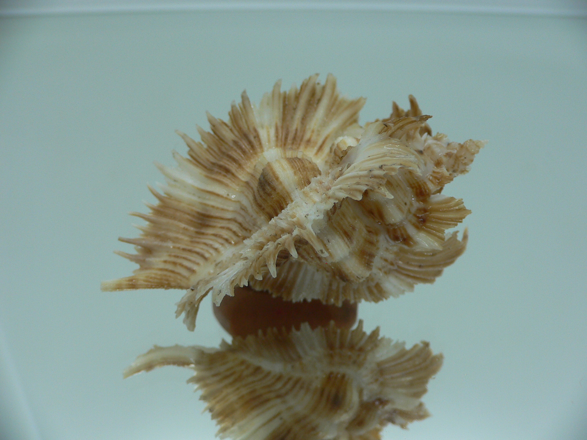 Chicoreus miyokoae WIDE & CURLY