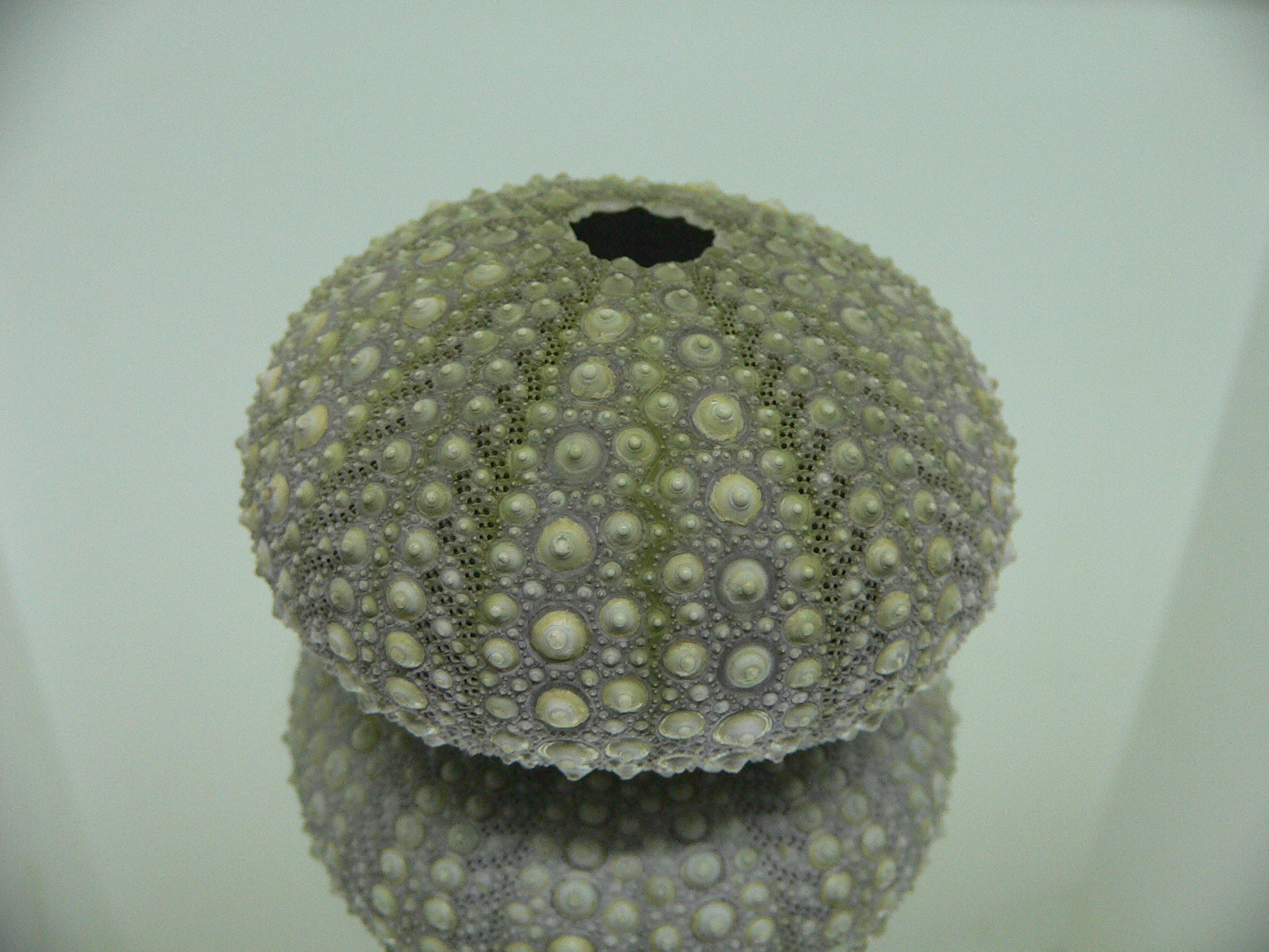 Mesocentrotus nudus BIG & GREEN