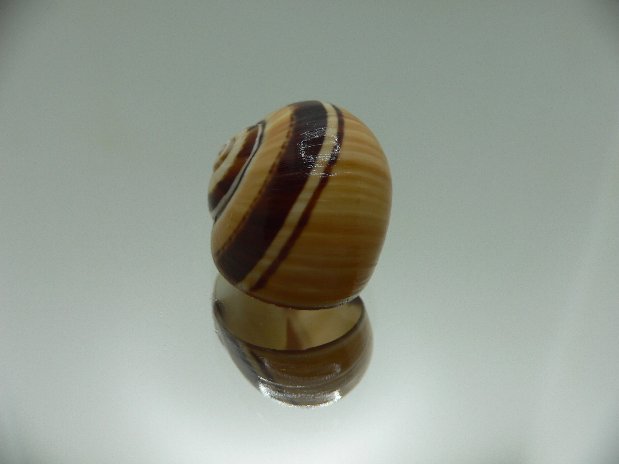 Polymita picta Sp. VERY RARE & IDEAL