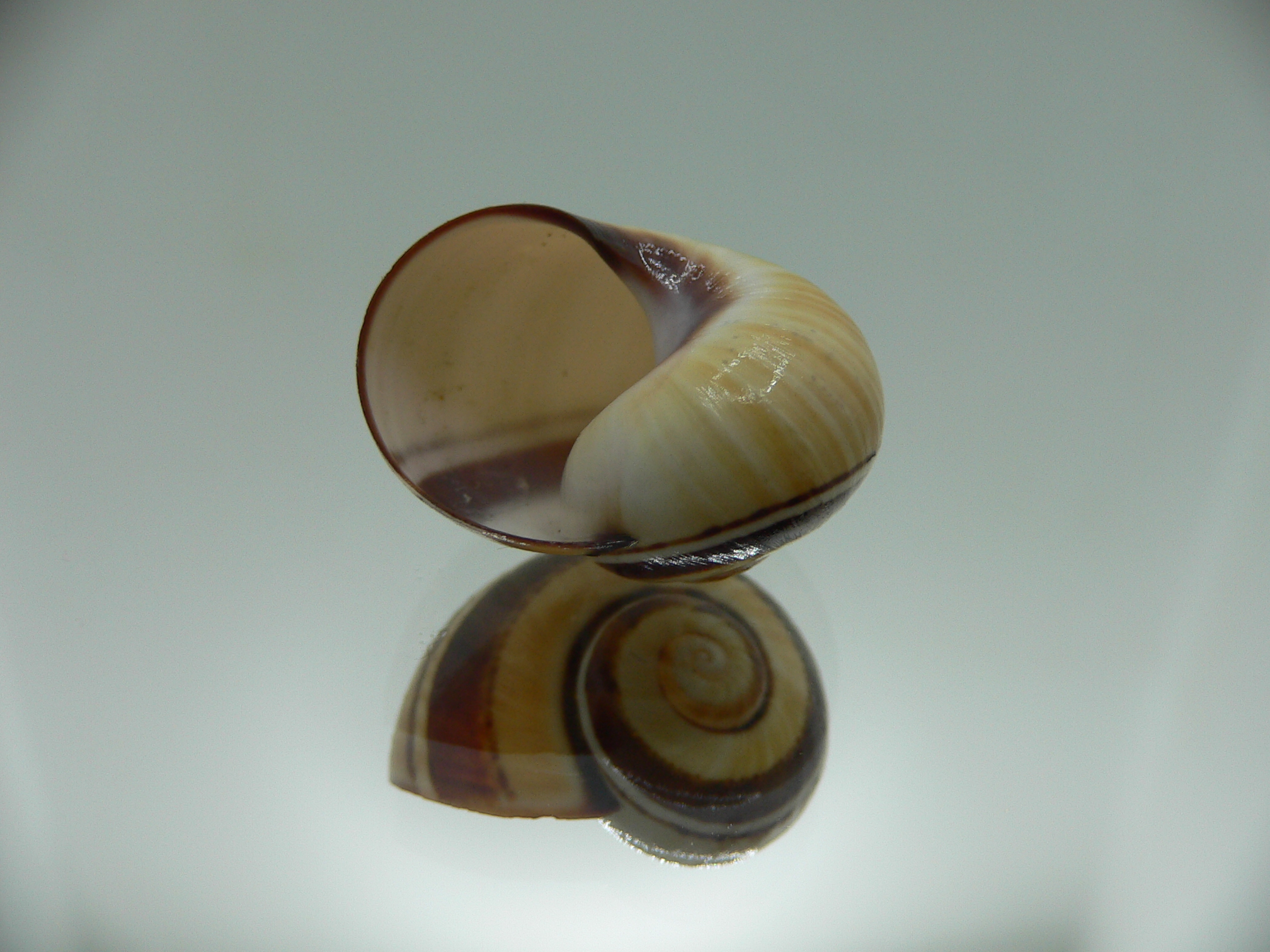 Polymita picta Sp. VERY RARE & IDEAL