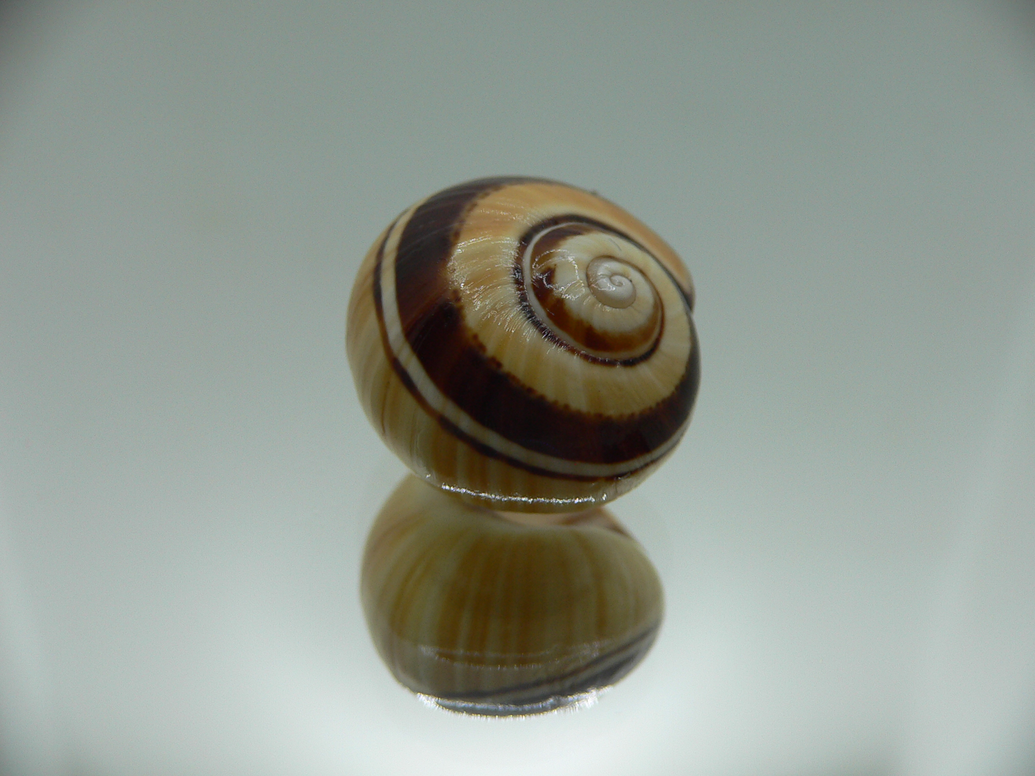 Polymita picta Sp. VERY RARE & IDEAL