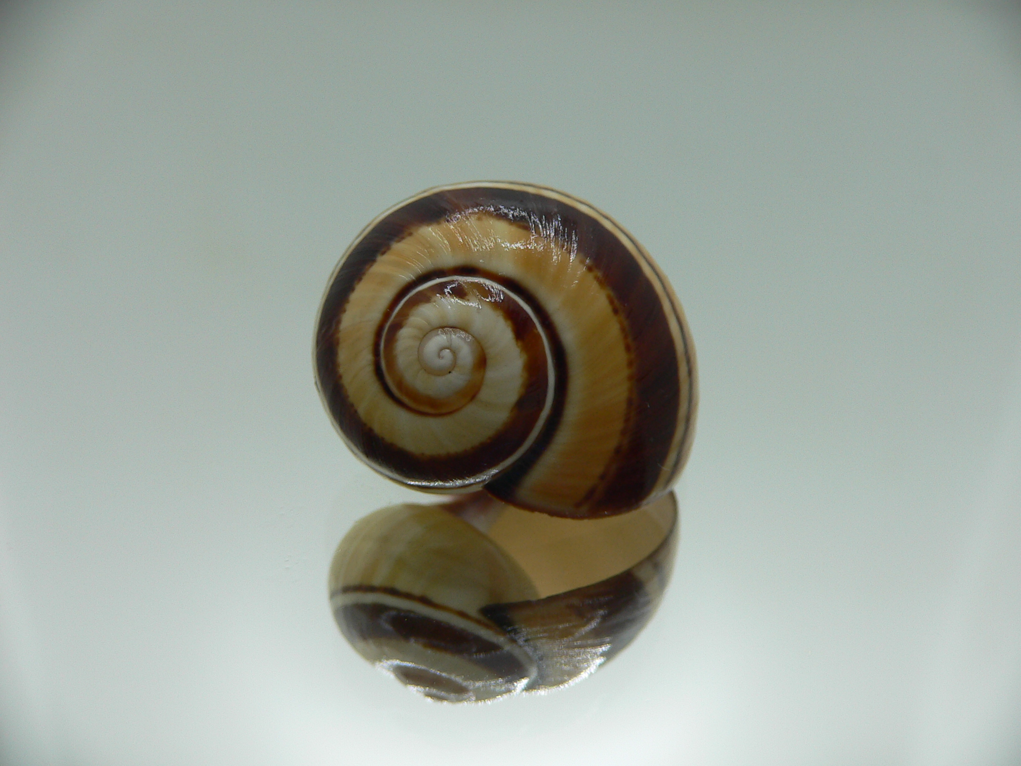 Polymita picta Sp. VERY RARE & IDEAL