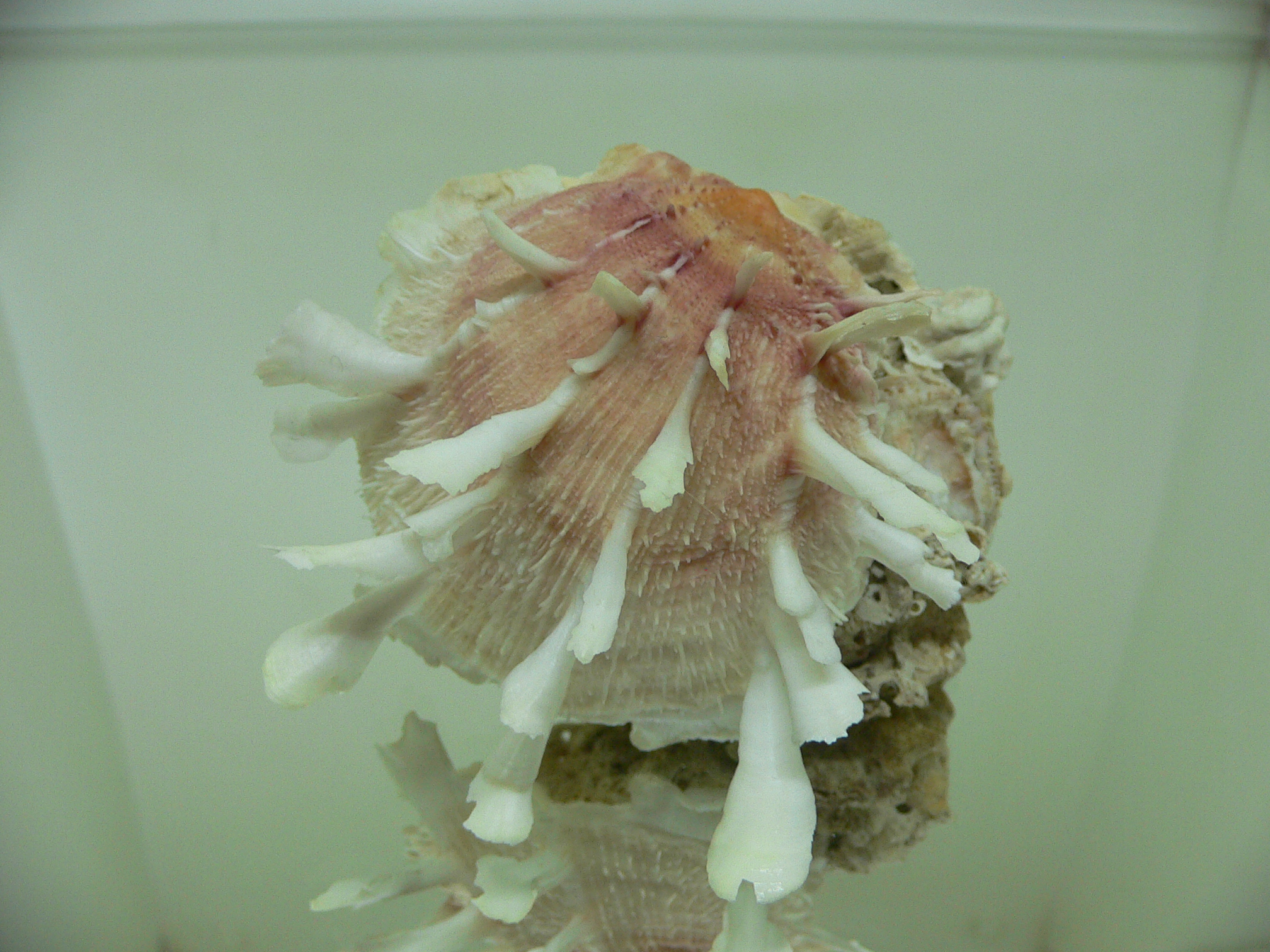 Spondylus clarksoni