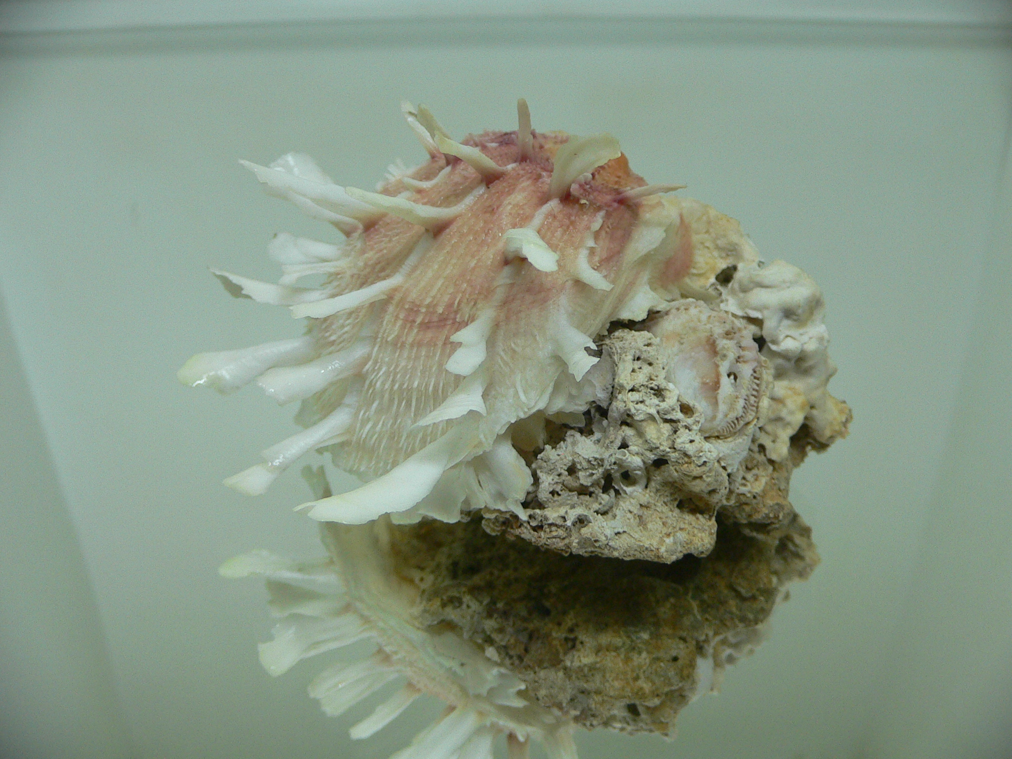 Spondylus clarksoni