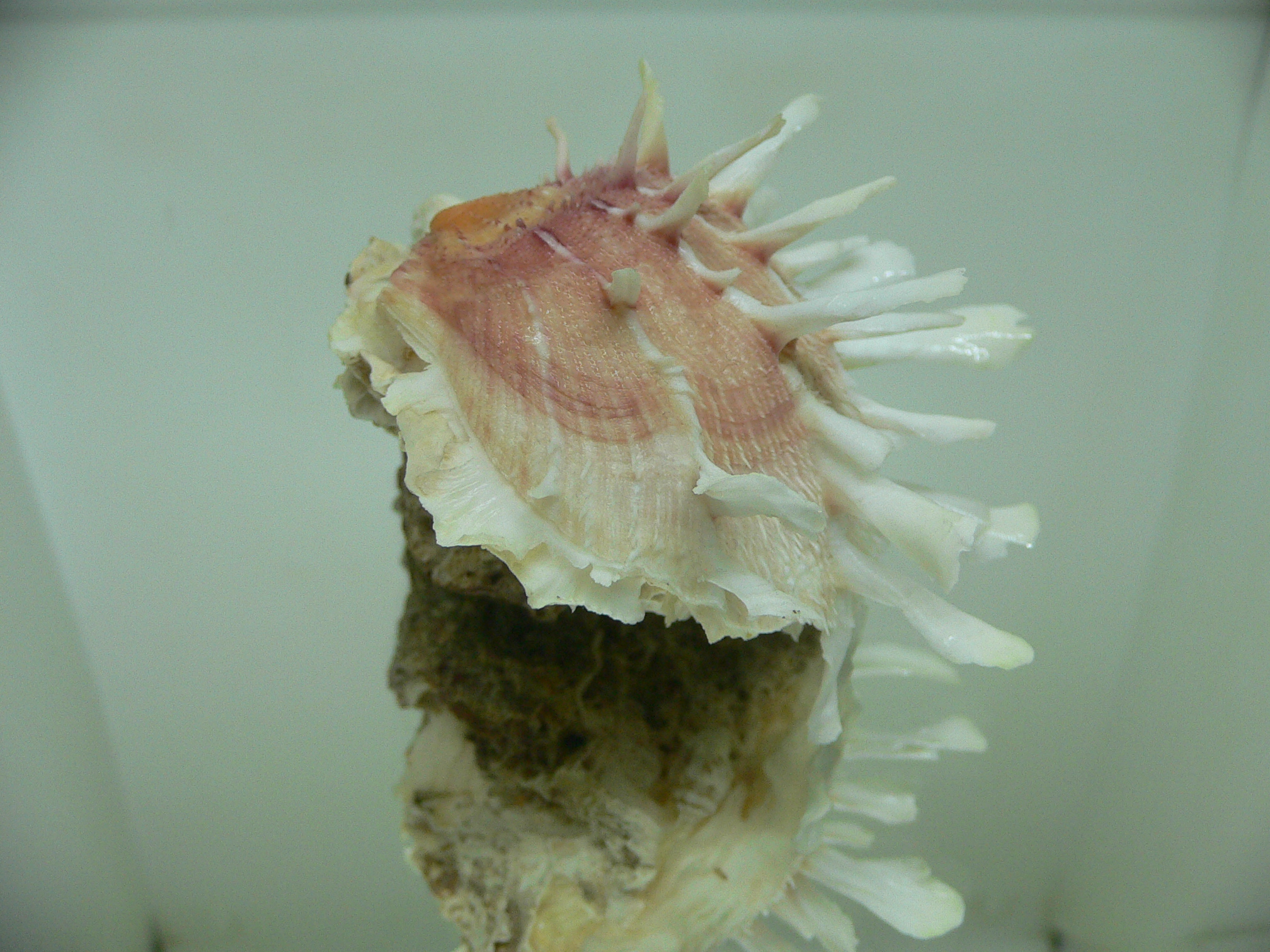 Spondylus clarksoni