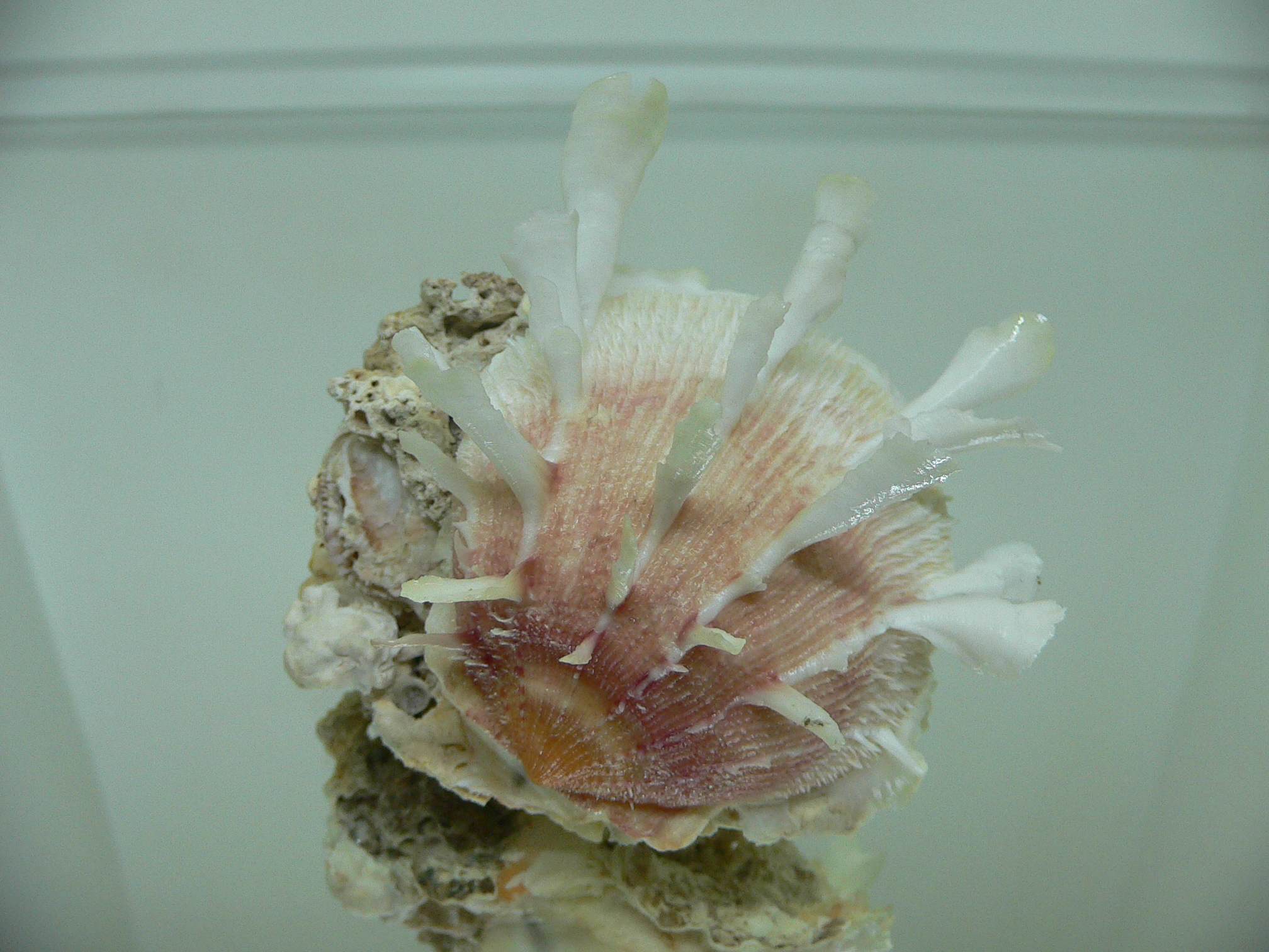 Spondylus clarksoni