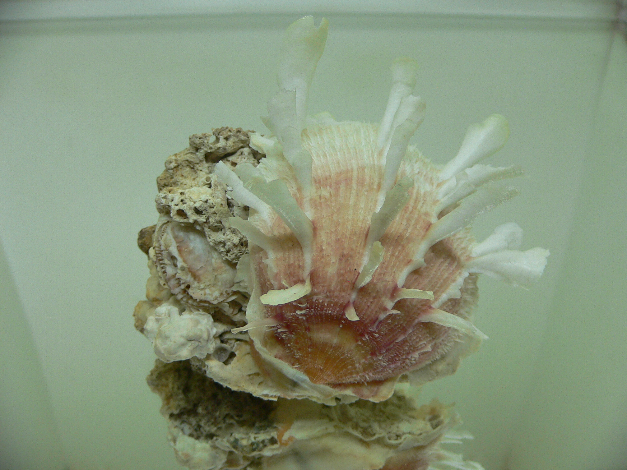 Spondylus clarksoni