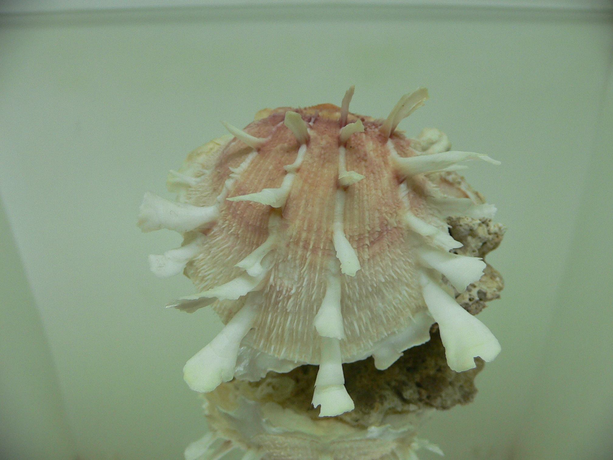 Spondylus clarksoni