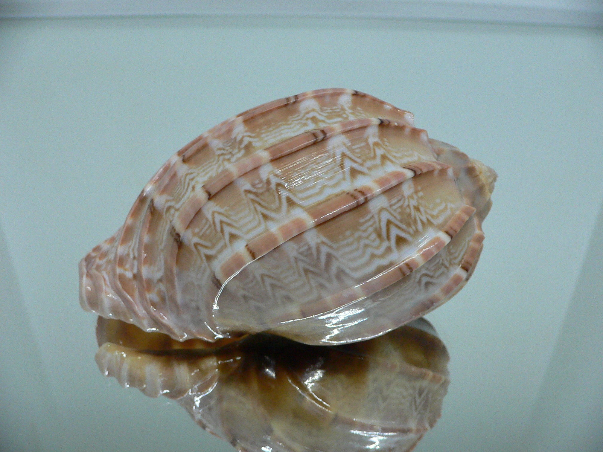 Harpa major SP. WIDE