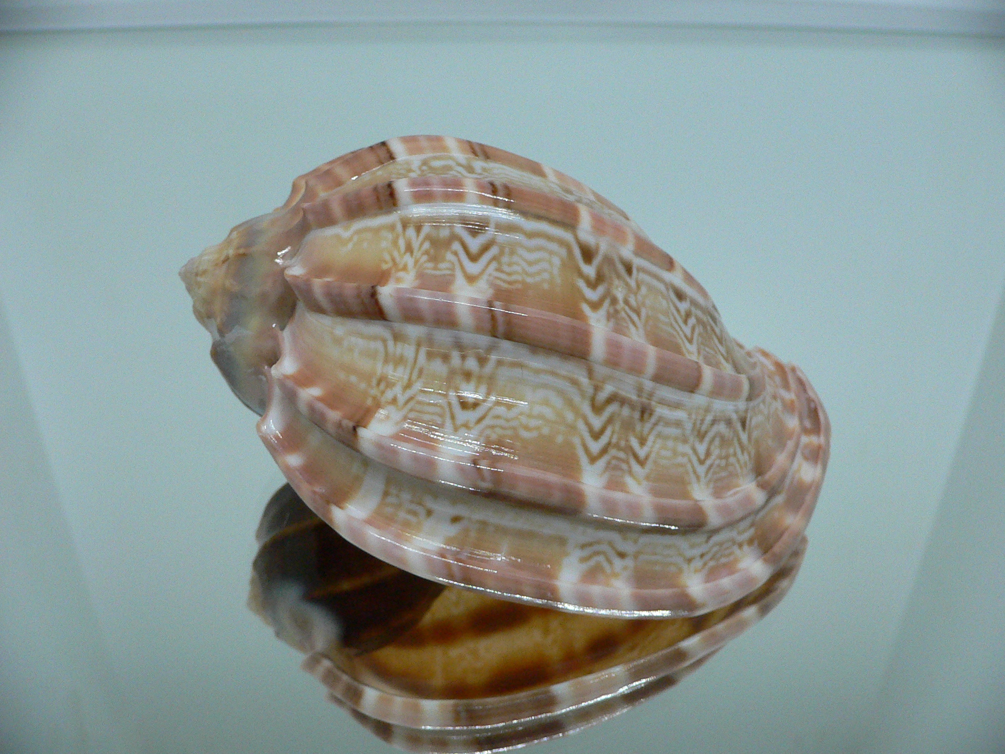 Harpa major SP. WIDE