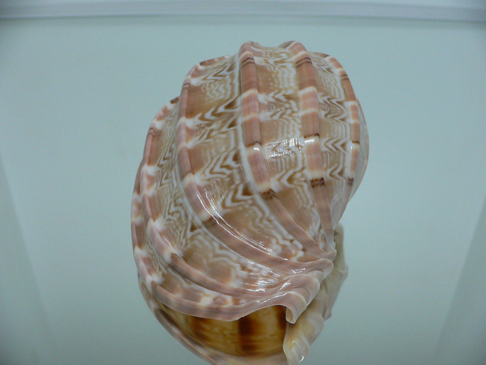 Harpa major SP. WIDE