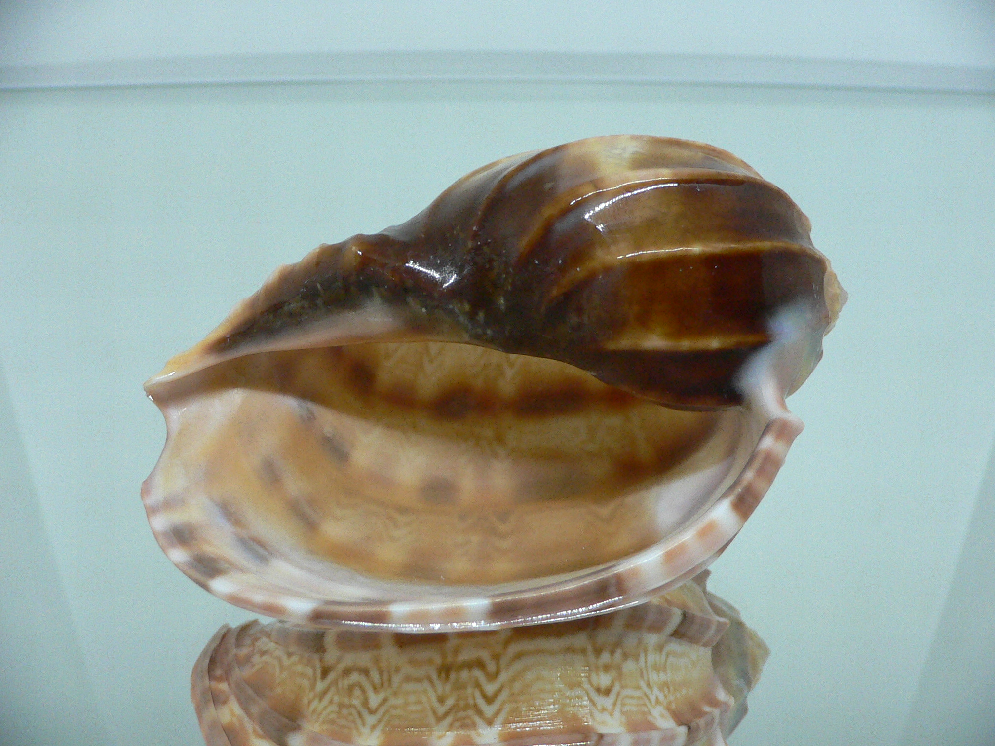 Harpa major SP. WIDE