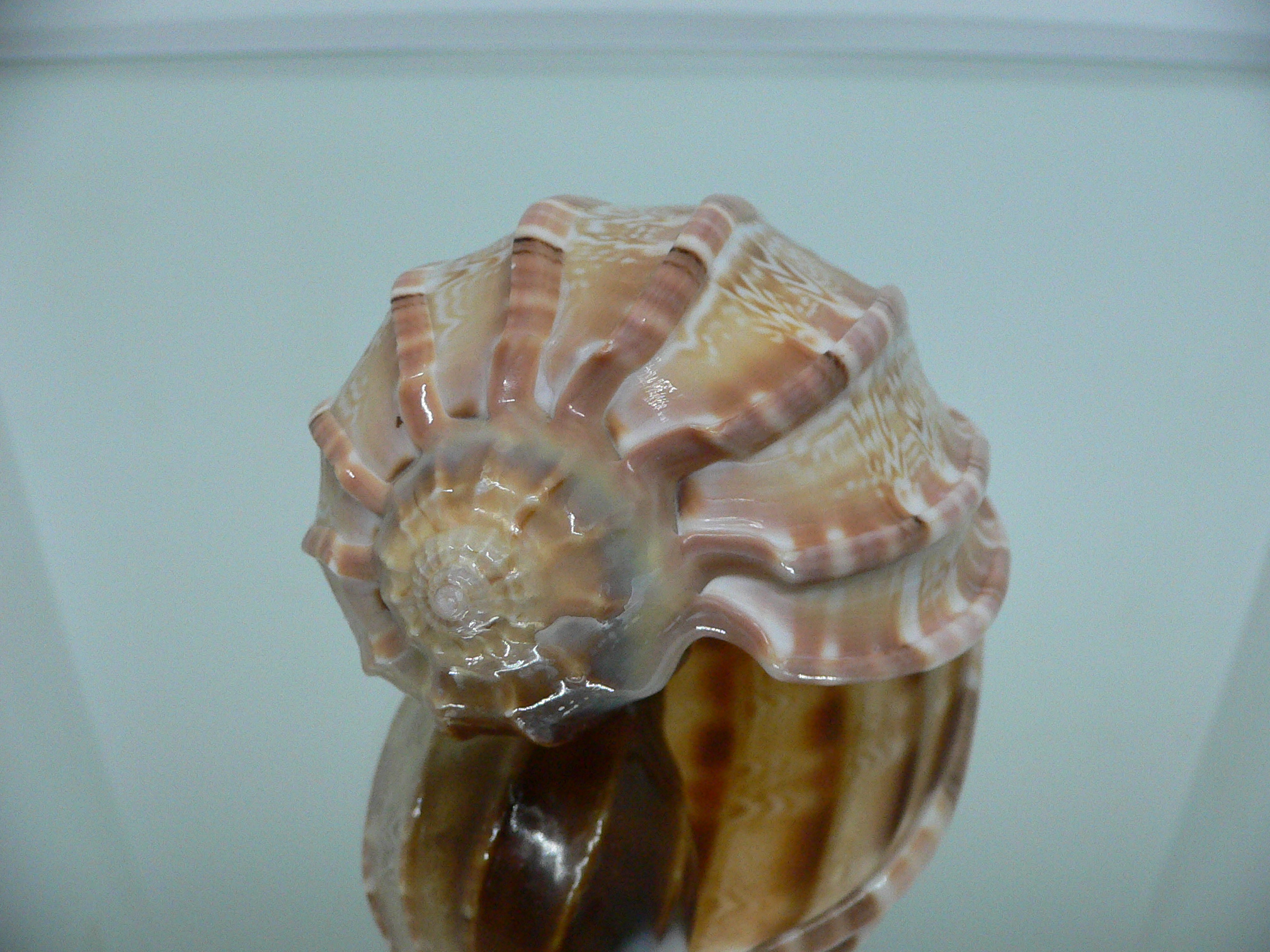 Harpa major SP. WIDE