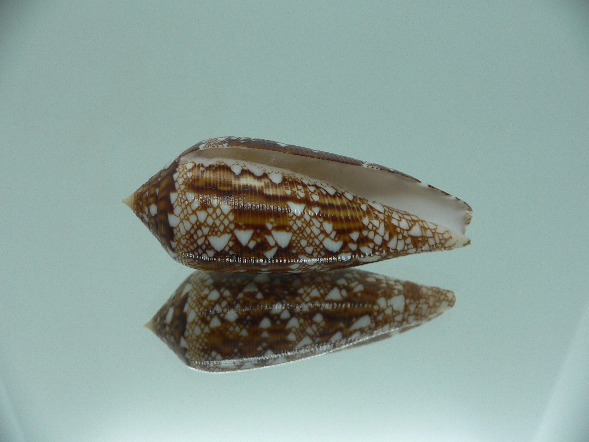 Conus aureus GOOD SIZE