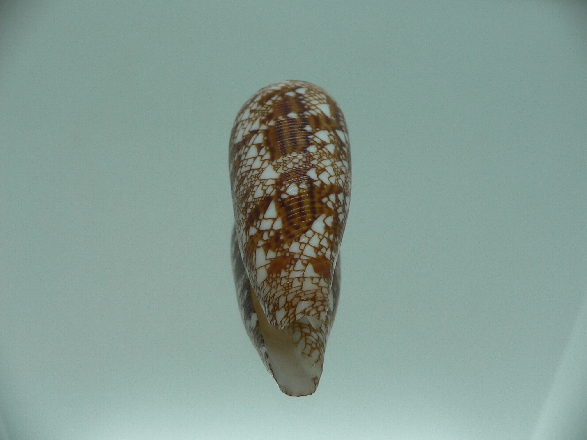 Conus aureus GOOD SIZE