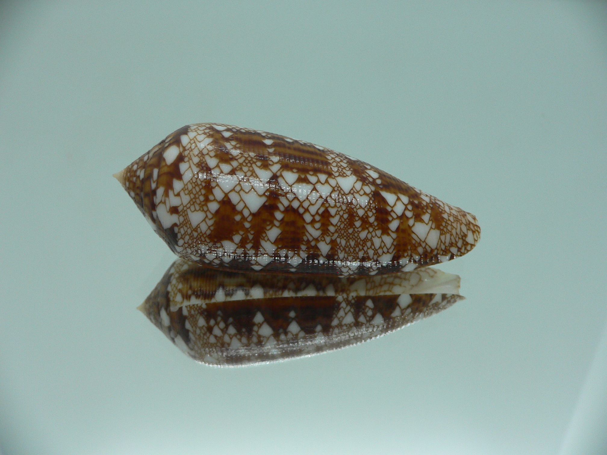 Conus aureus GOOD SIZE