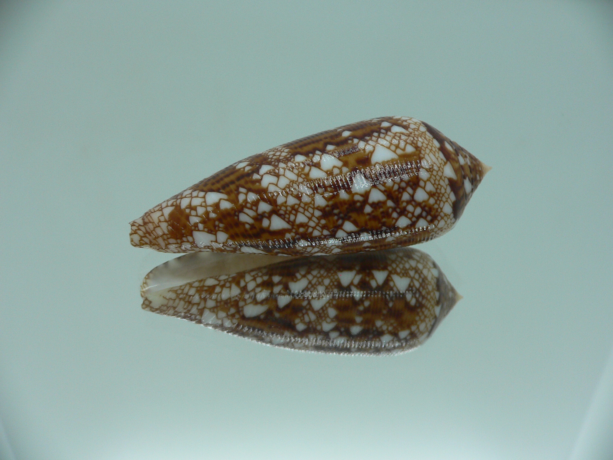 Conus aureus GOOD SIZE