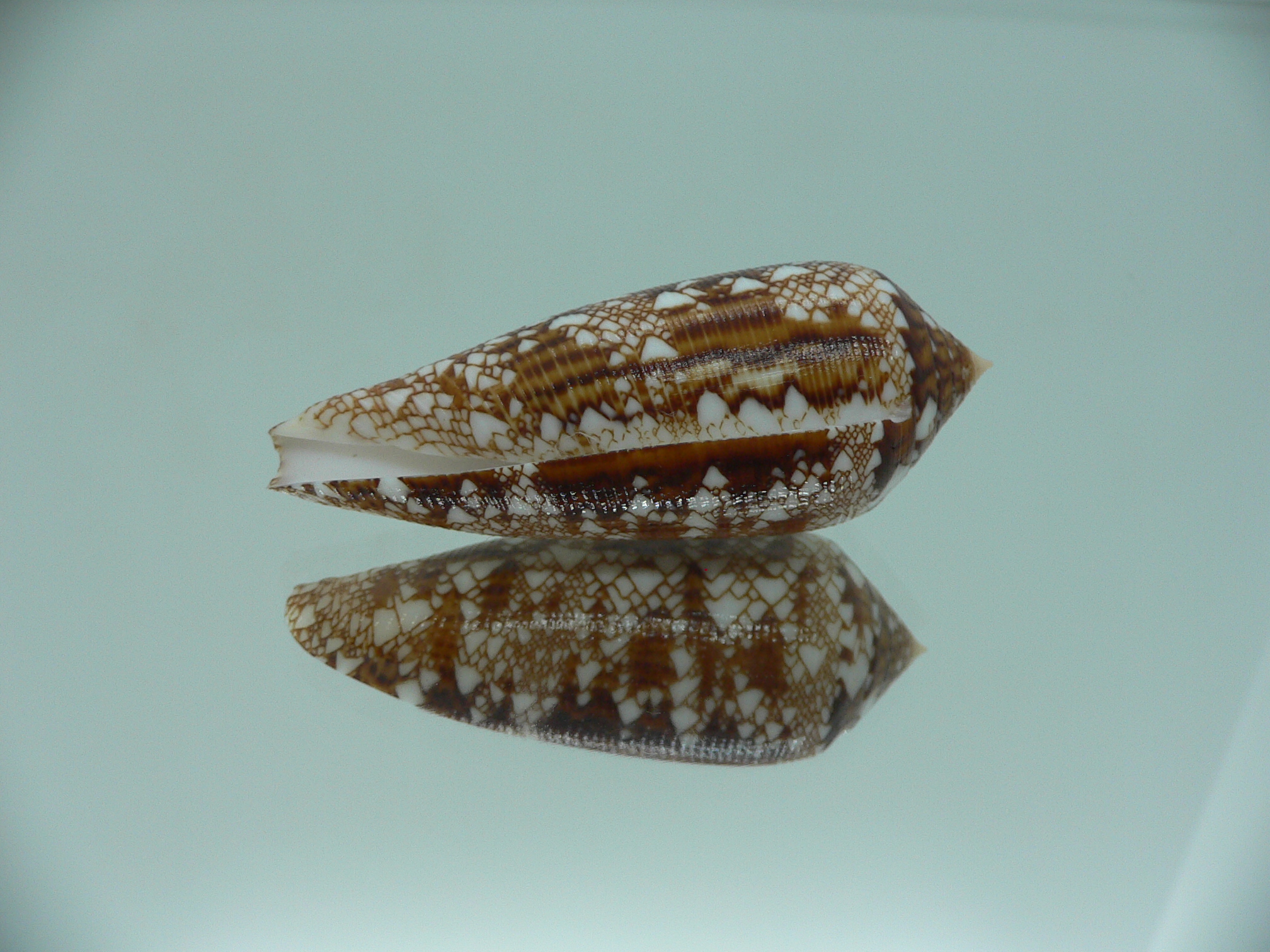 Conus aureus GOOD SIZE