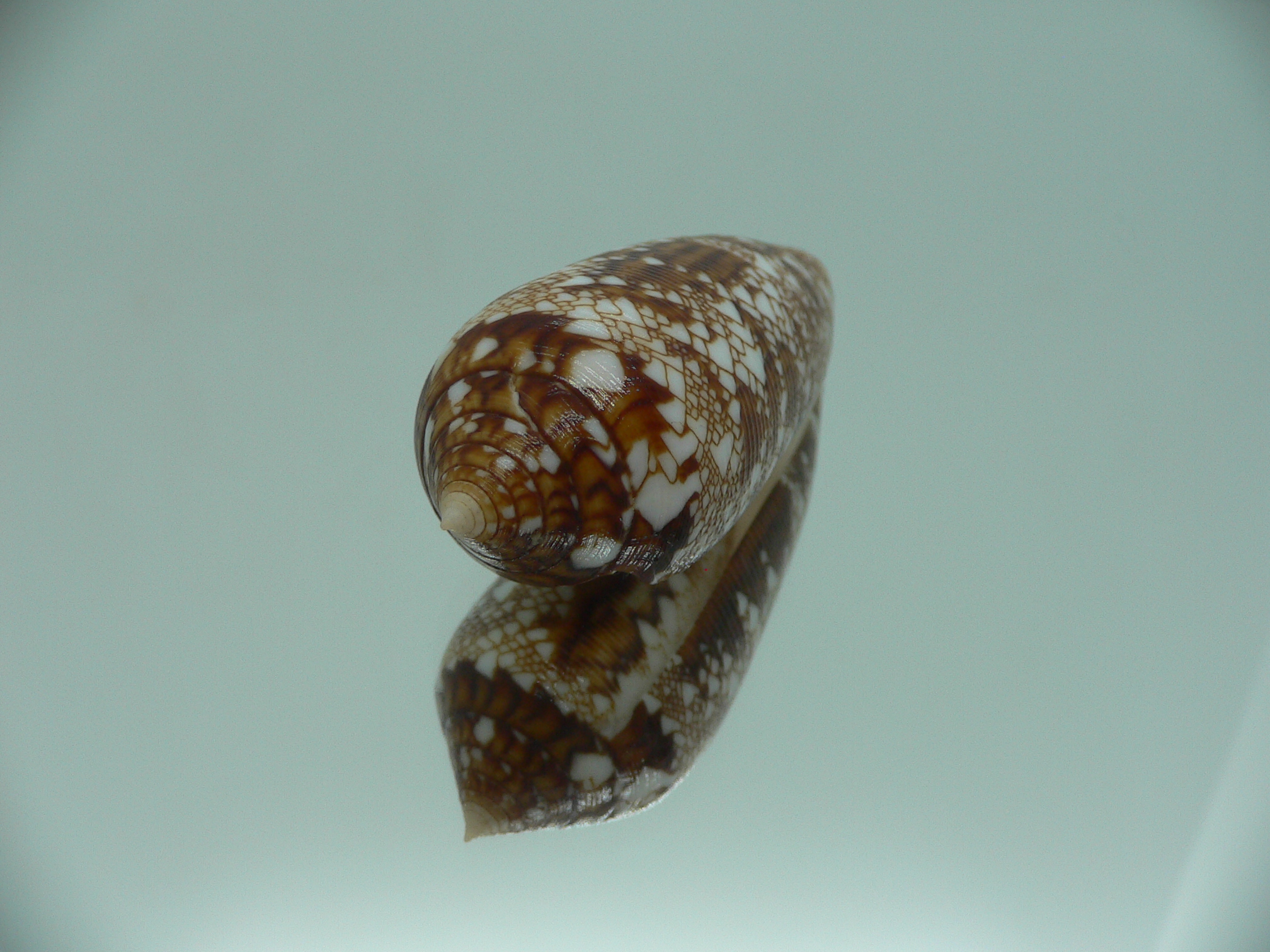 Conus aureus GOOD SIZE