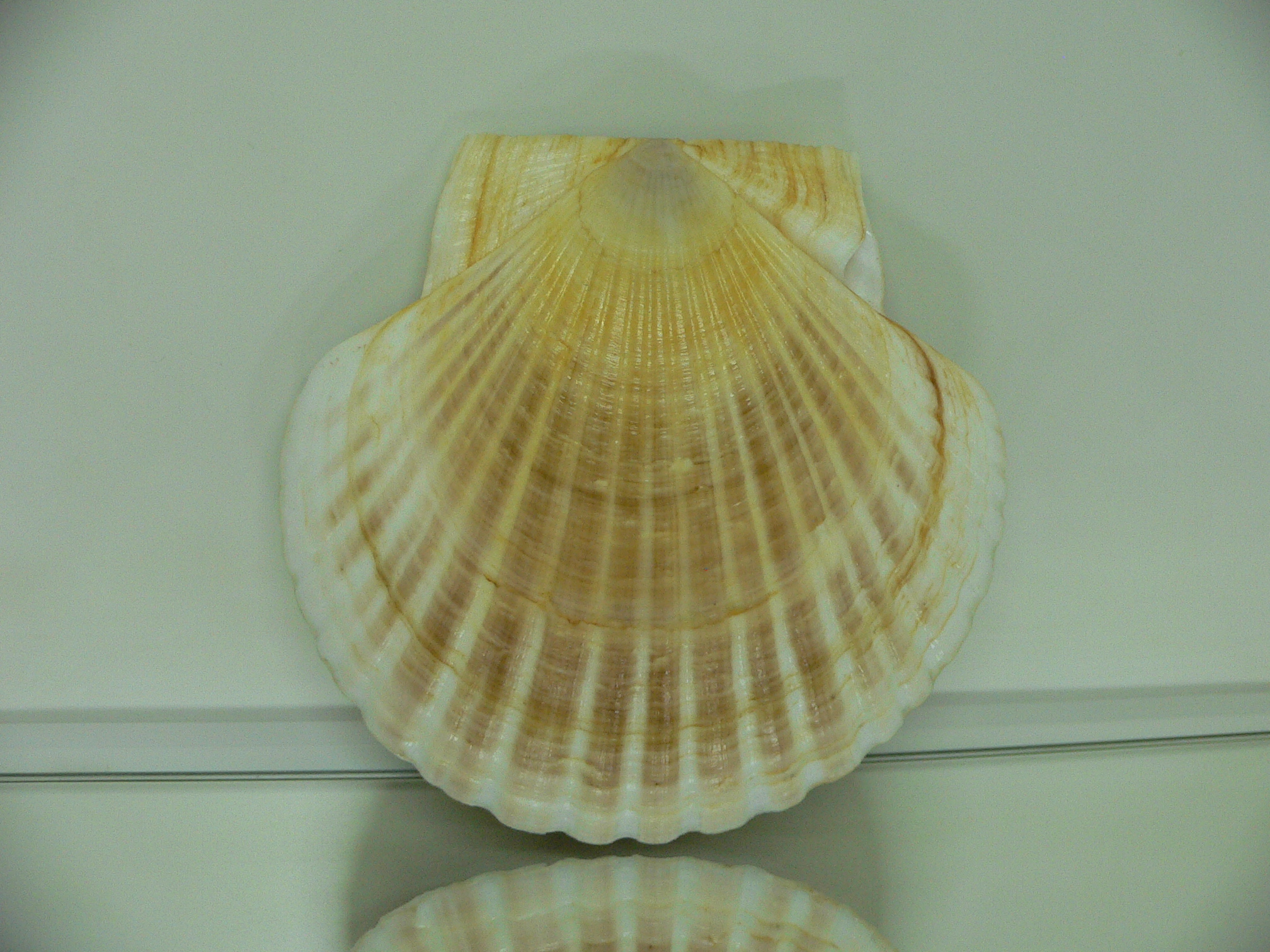 Patinopecten yessoensis RADIANT